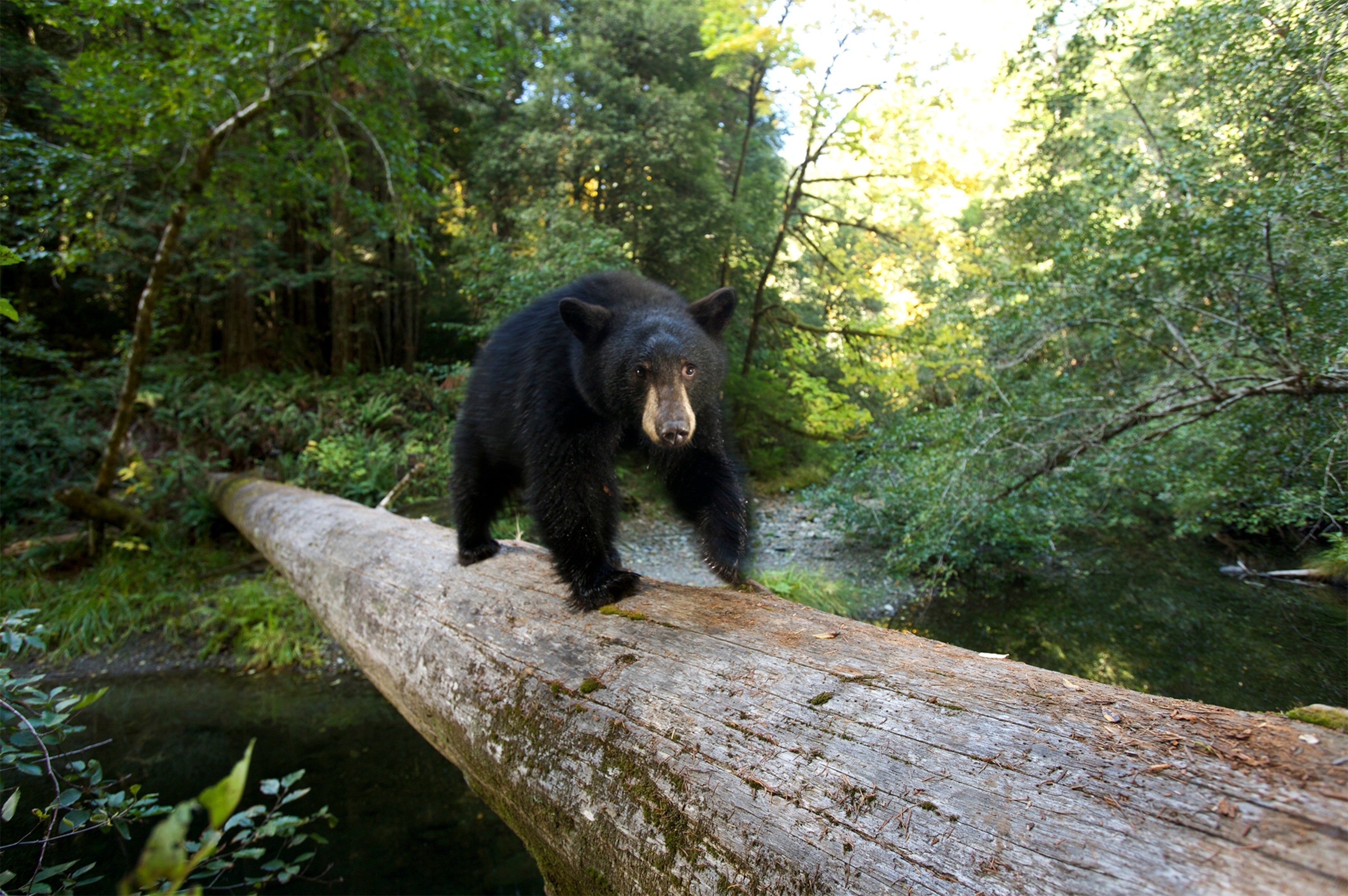 a black bear.