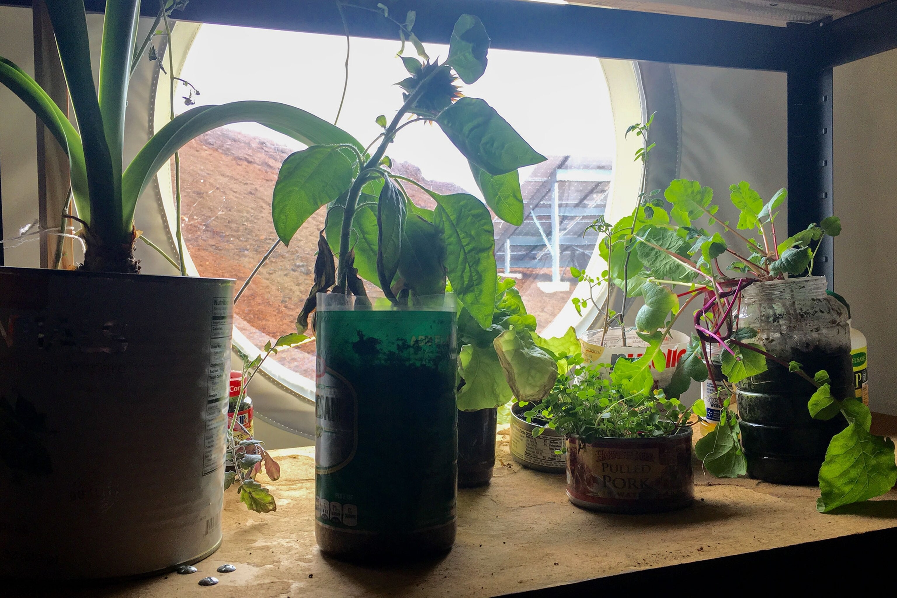 plants growing in a dome in Hawaii