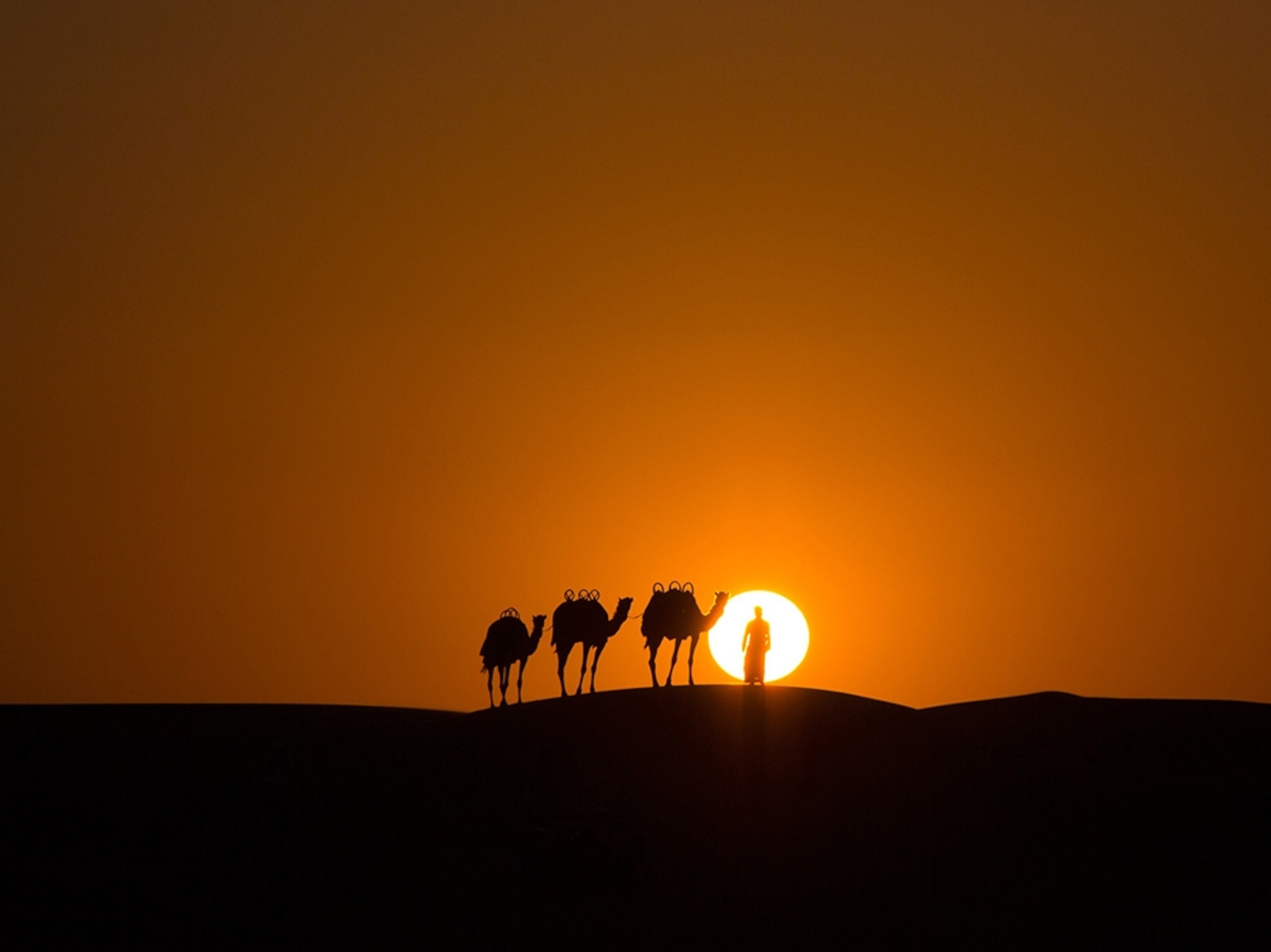 a camel caravan at sunset