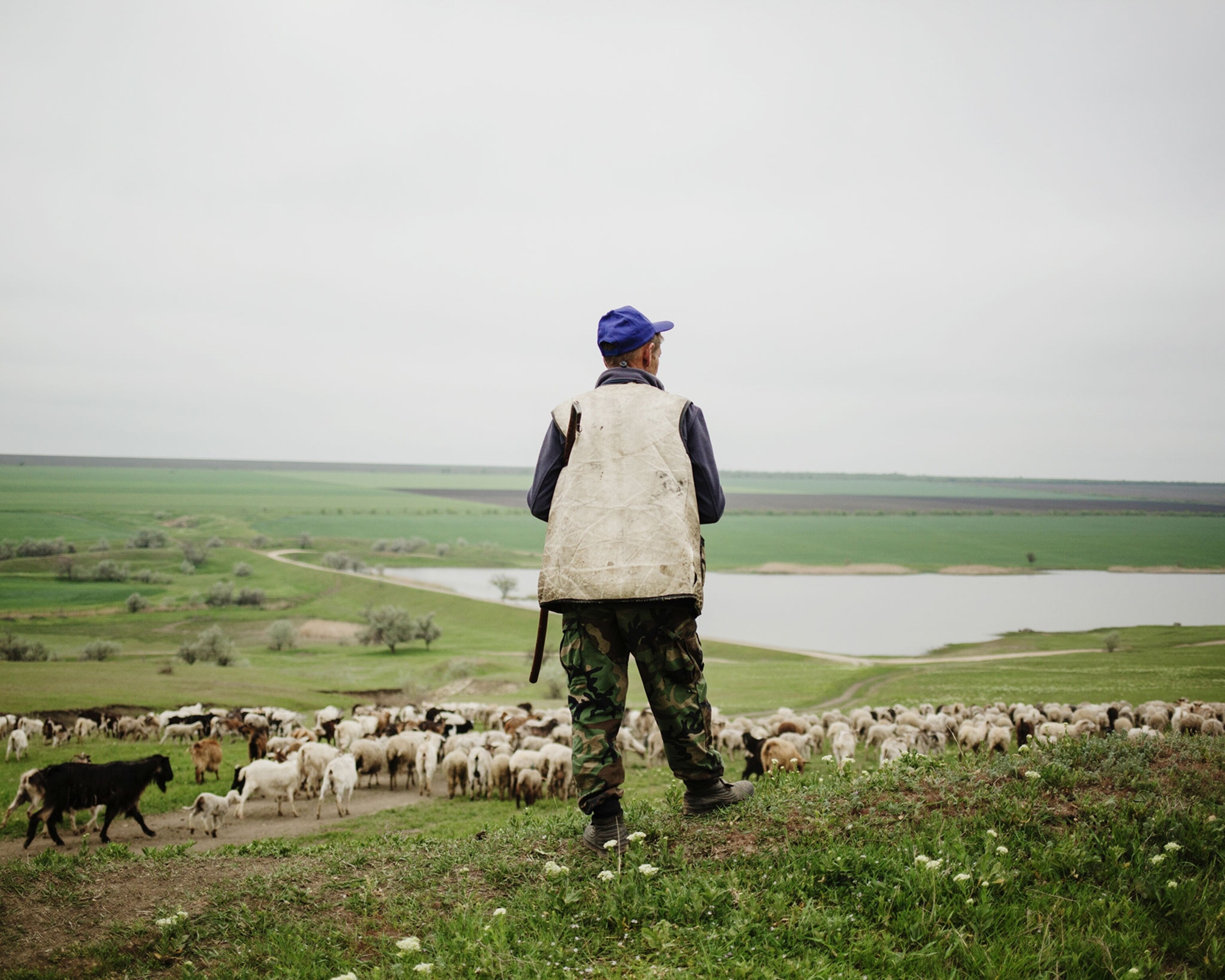 a shepherd watching his sheep
