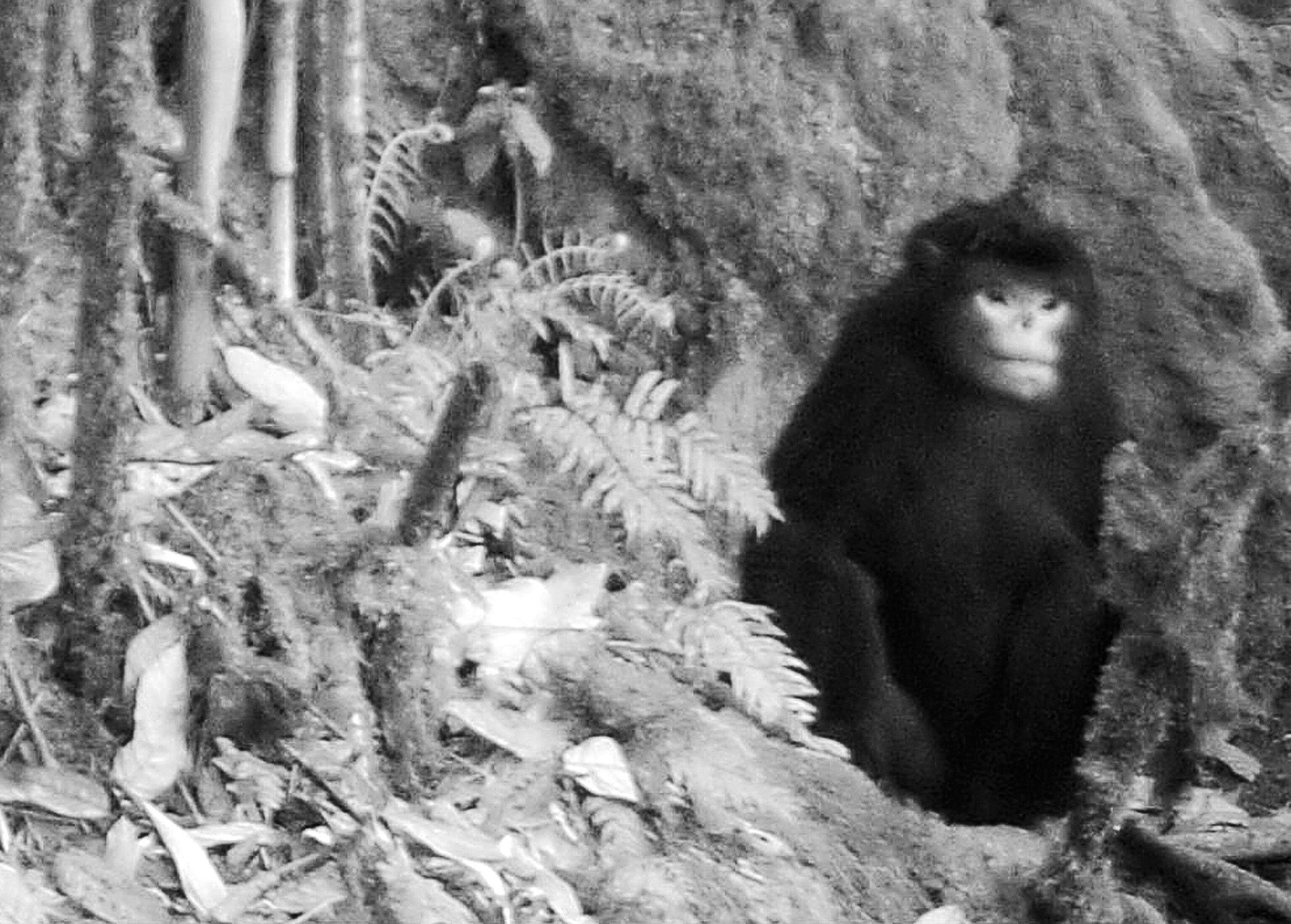 Snub-nosed monkey picture