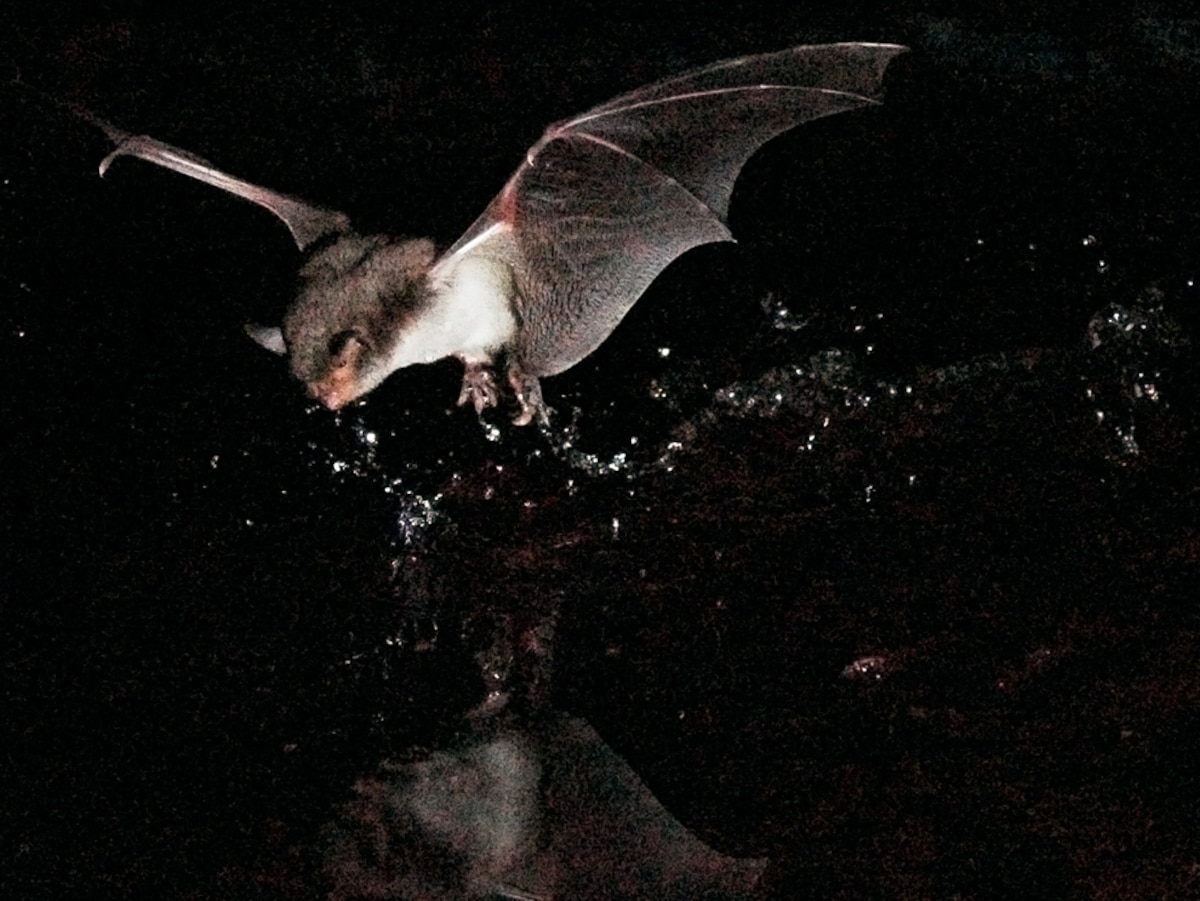 First Fishing Bat Discovered in Europe