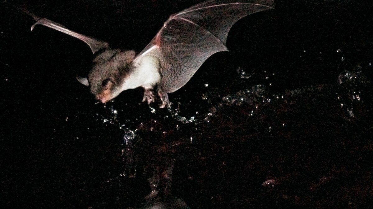 First Fishing Bat Discovered in Europe