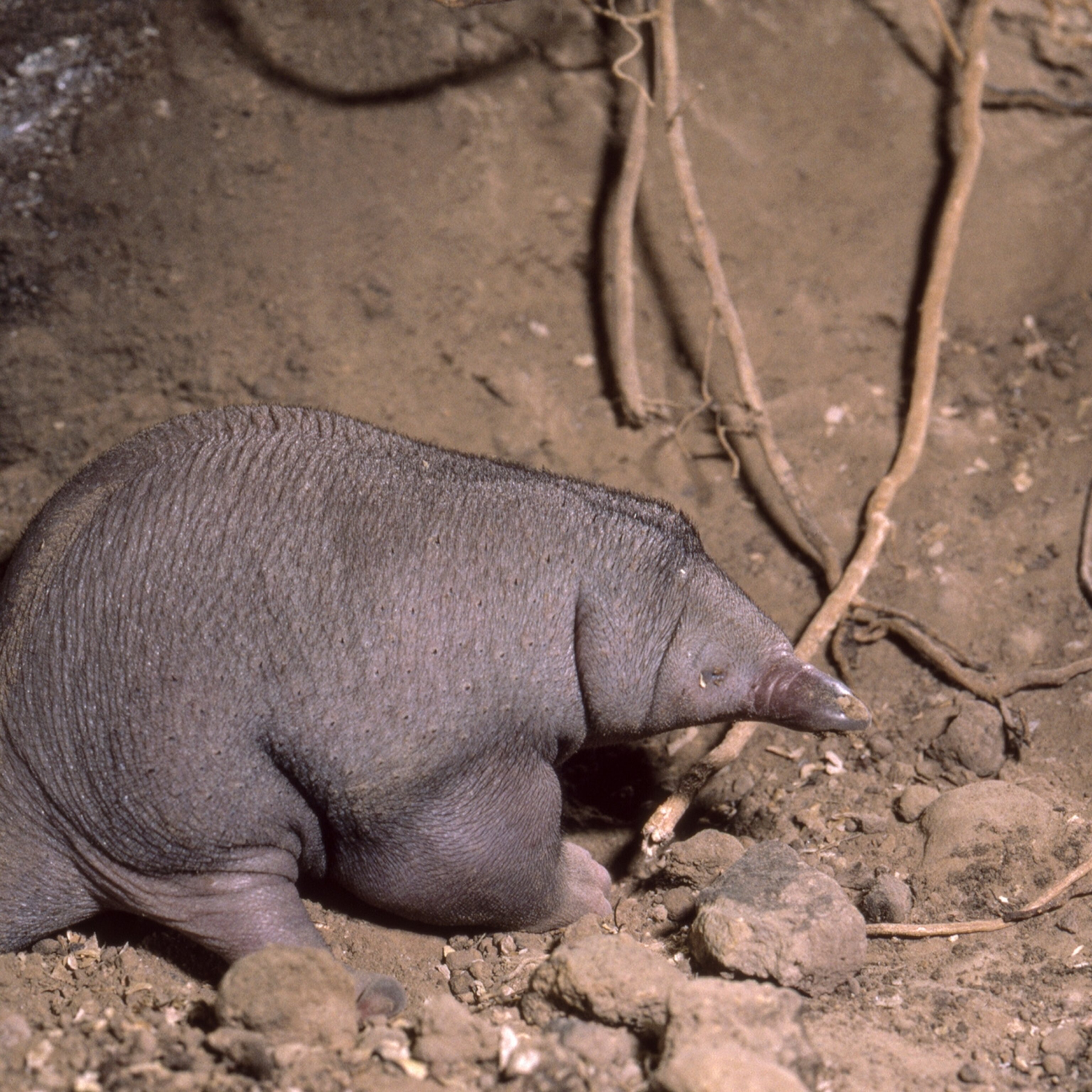 Where are 'captive-bred' echidnas coming from?