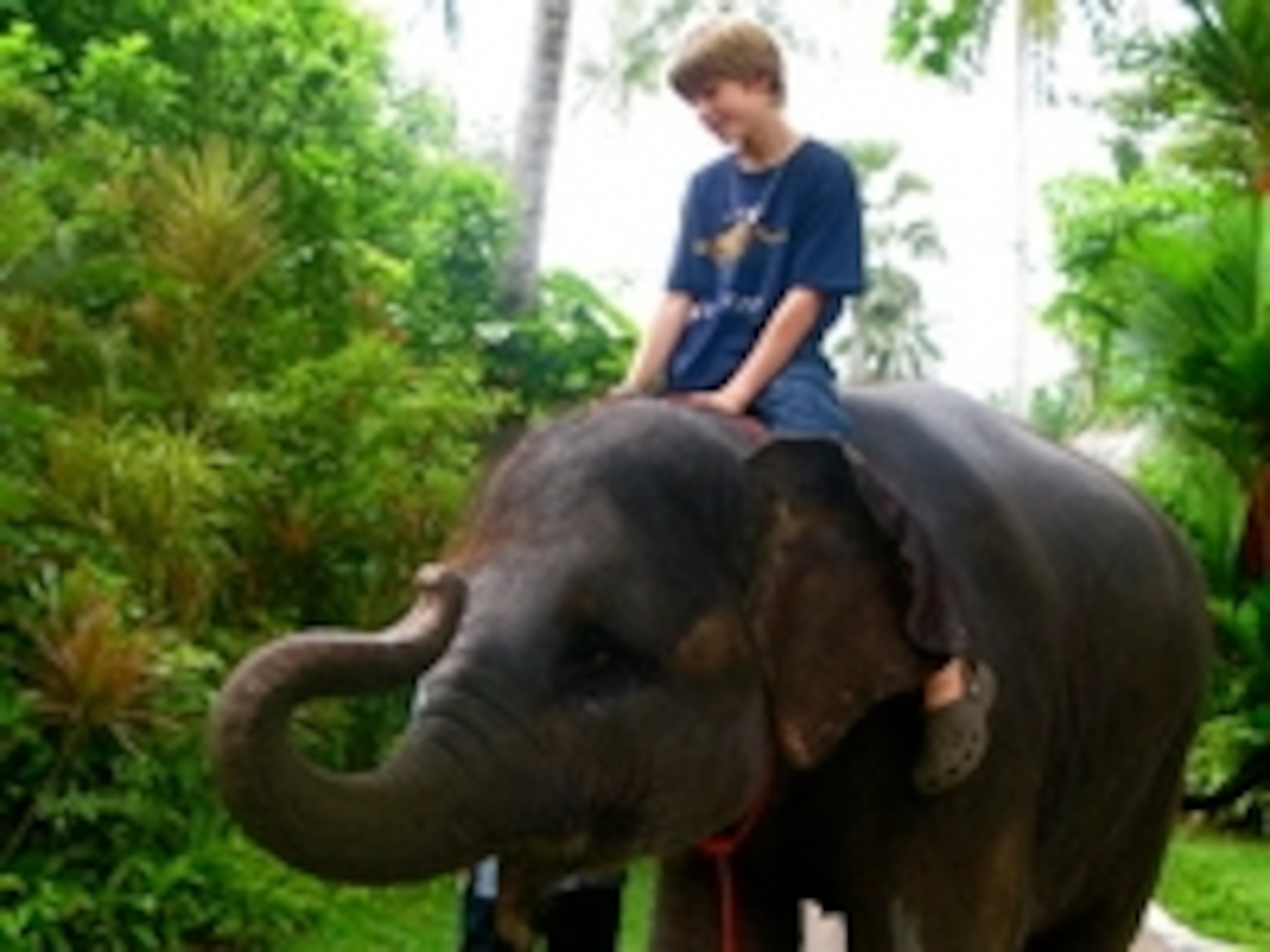 Thumbnail image for Elephant.JPG