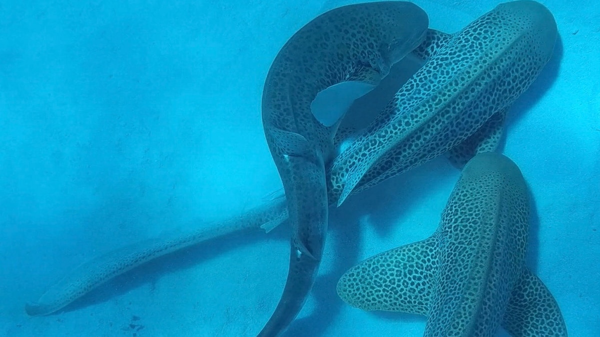 First-of-its-kind video reveals 3 sharks mating—at the same time