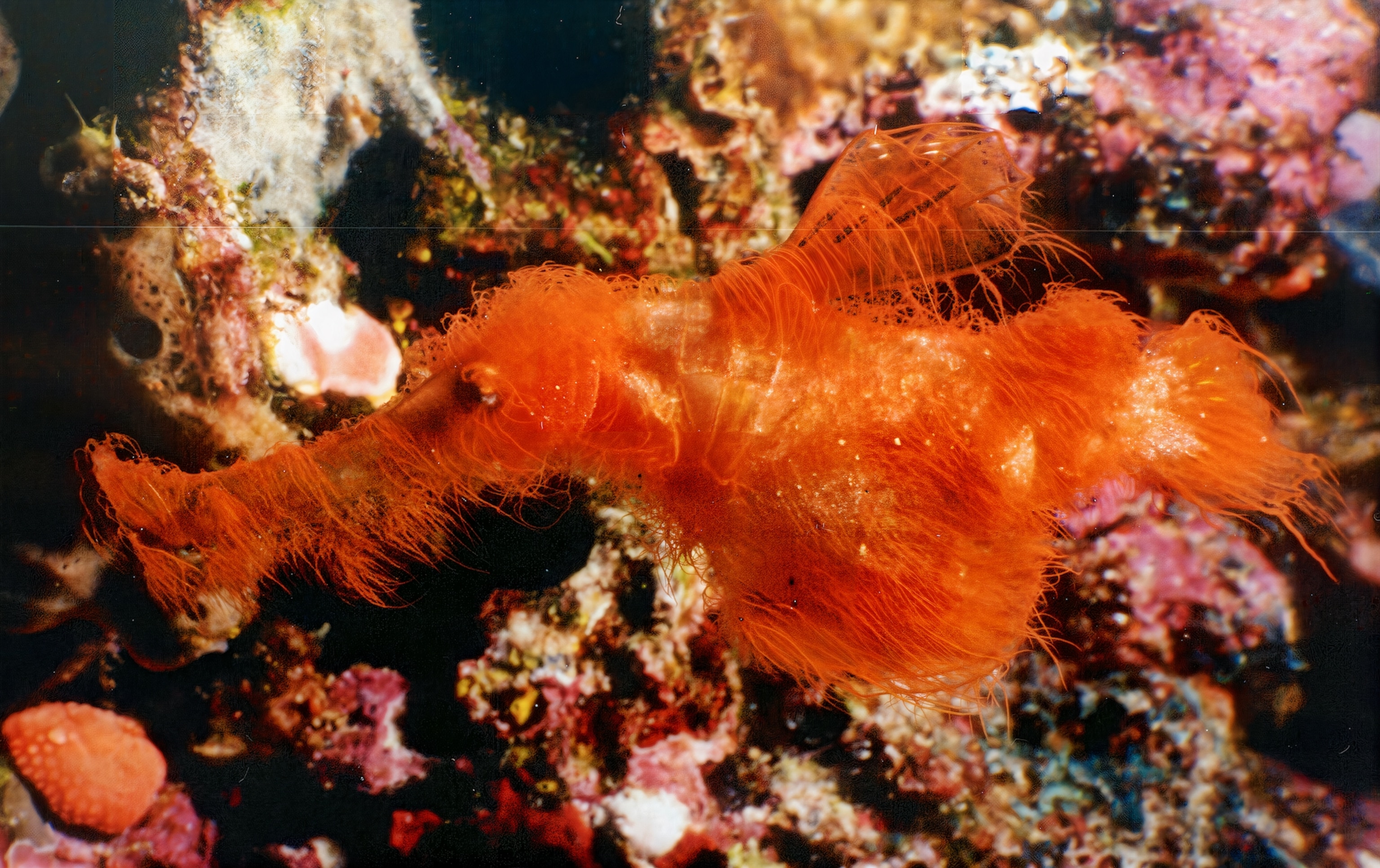 Solenostomus snuffleupagus, in situ, Papua New Guinea, 2003