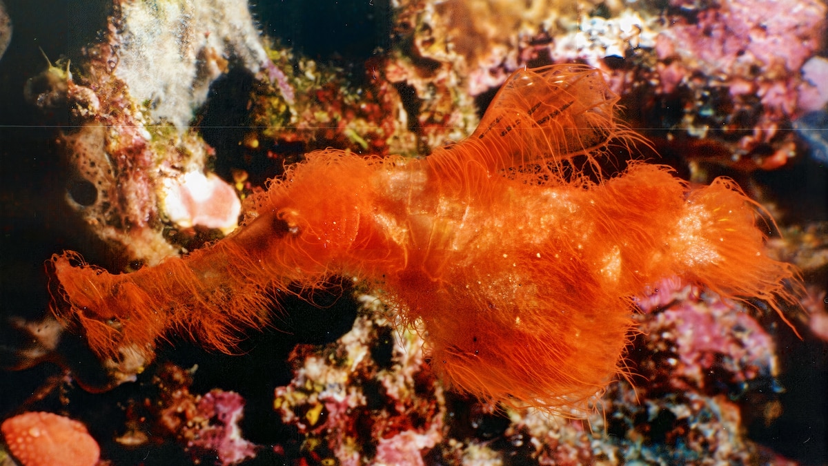 Scientists just discovered the Snuffleupagus of the sea