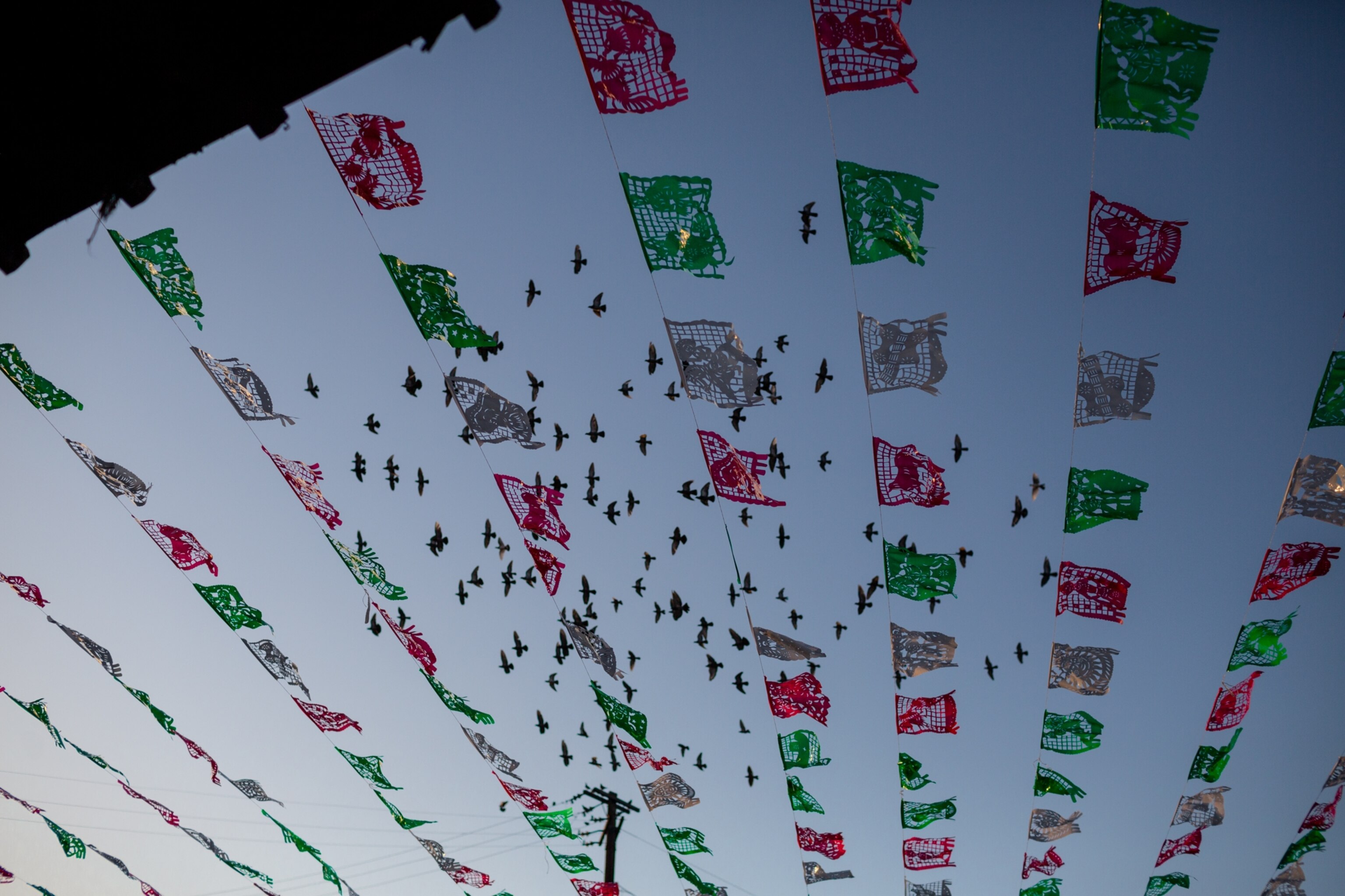 birds flying over banners of red, white and green