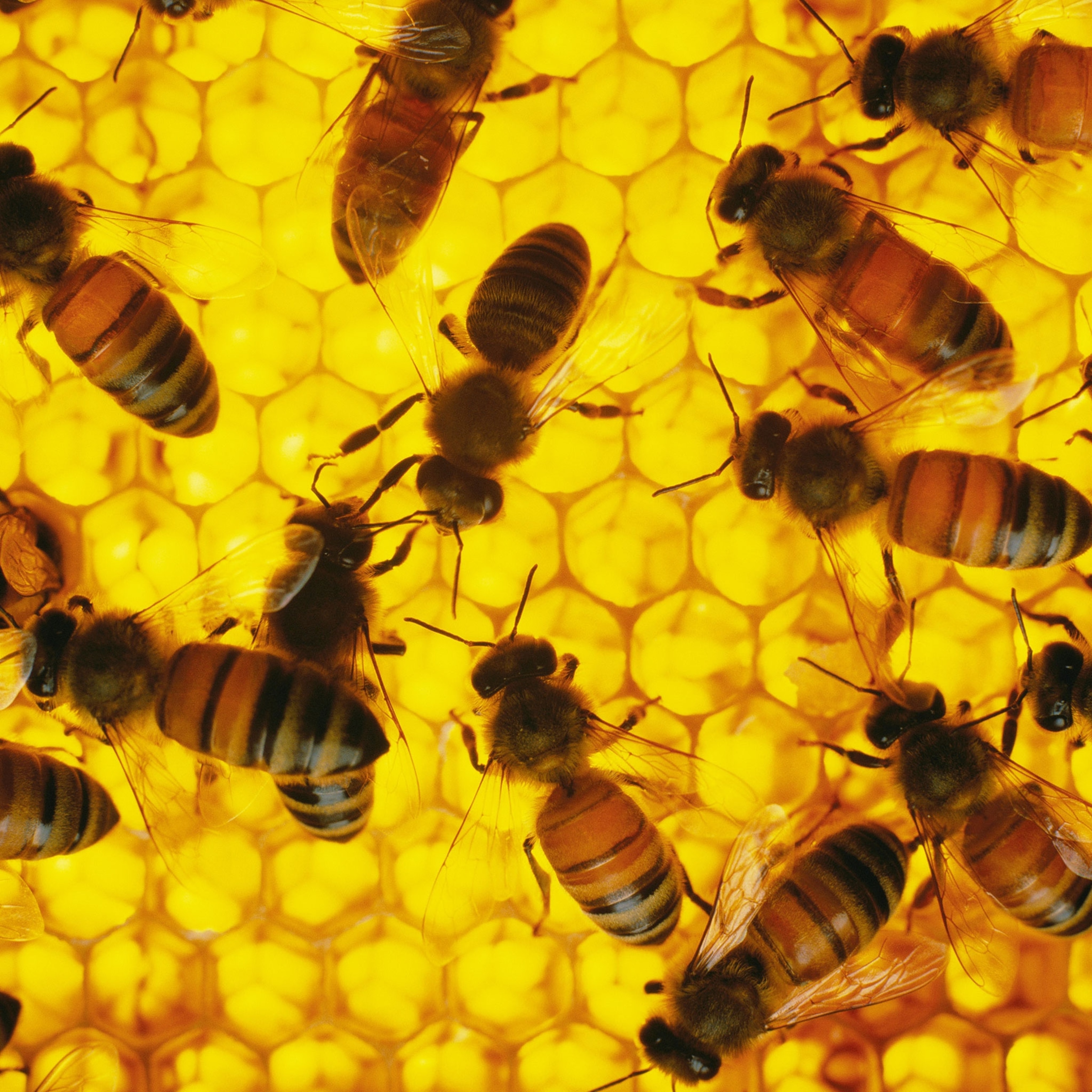 bees in a hive