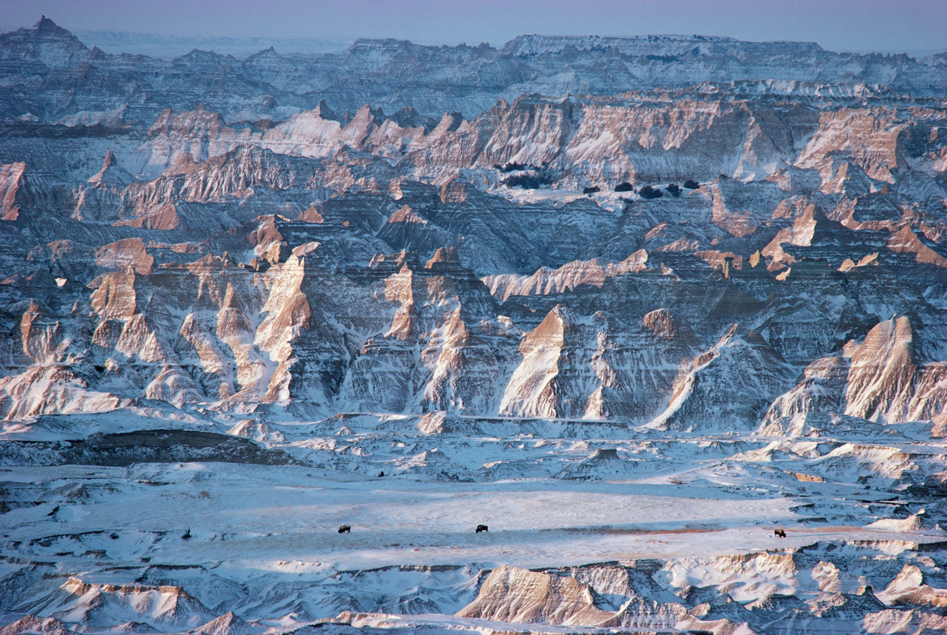 American Bison (Bison bison) trio in Badlands National Park in winter, South Dakota