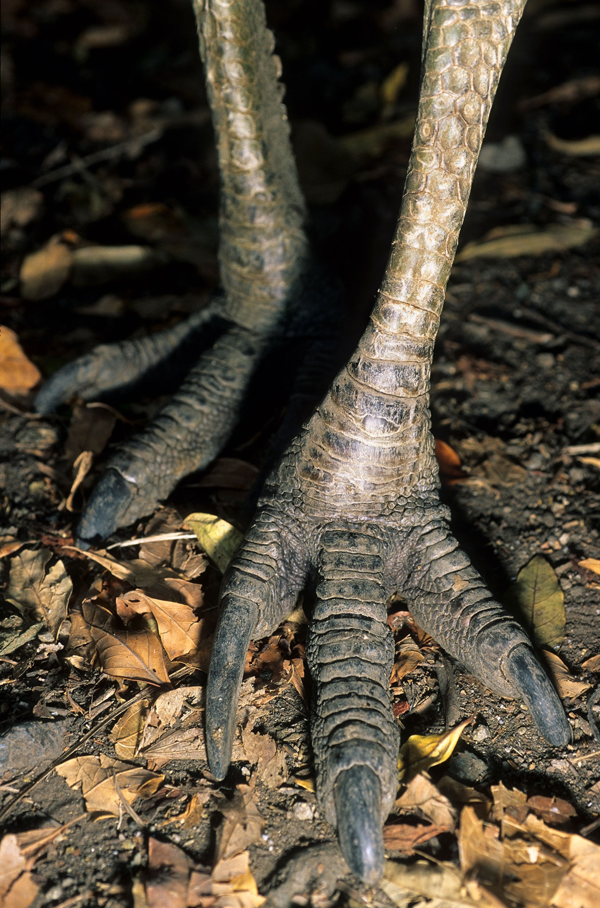 A close view of a large birds talons with claws.