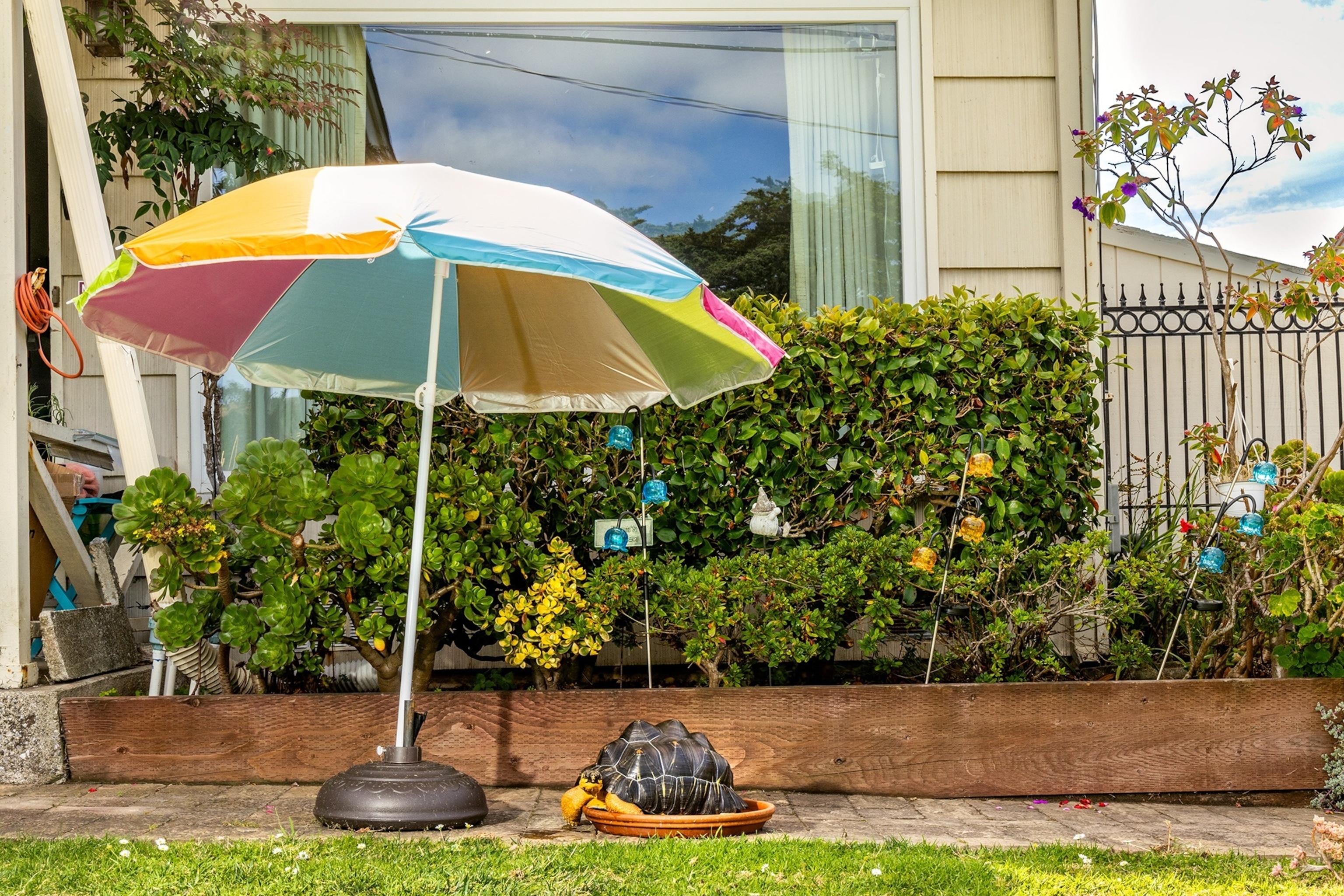 A large black tortoise sits under a beach umbrella propped up on a sidewalk.