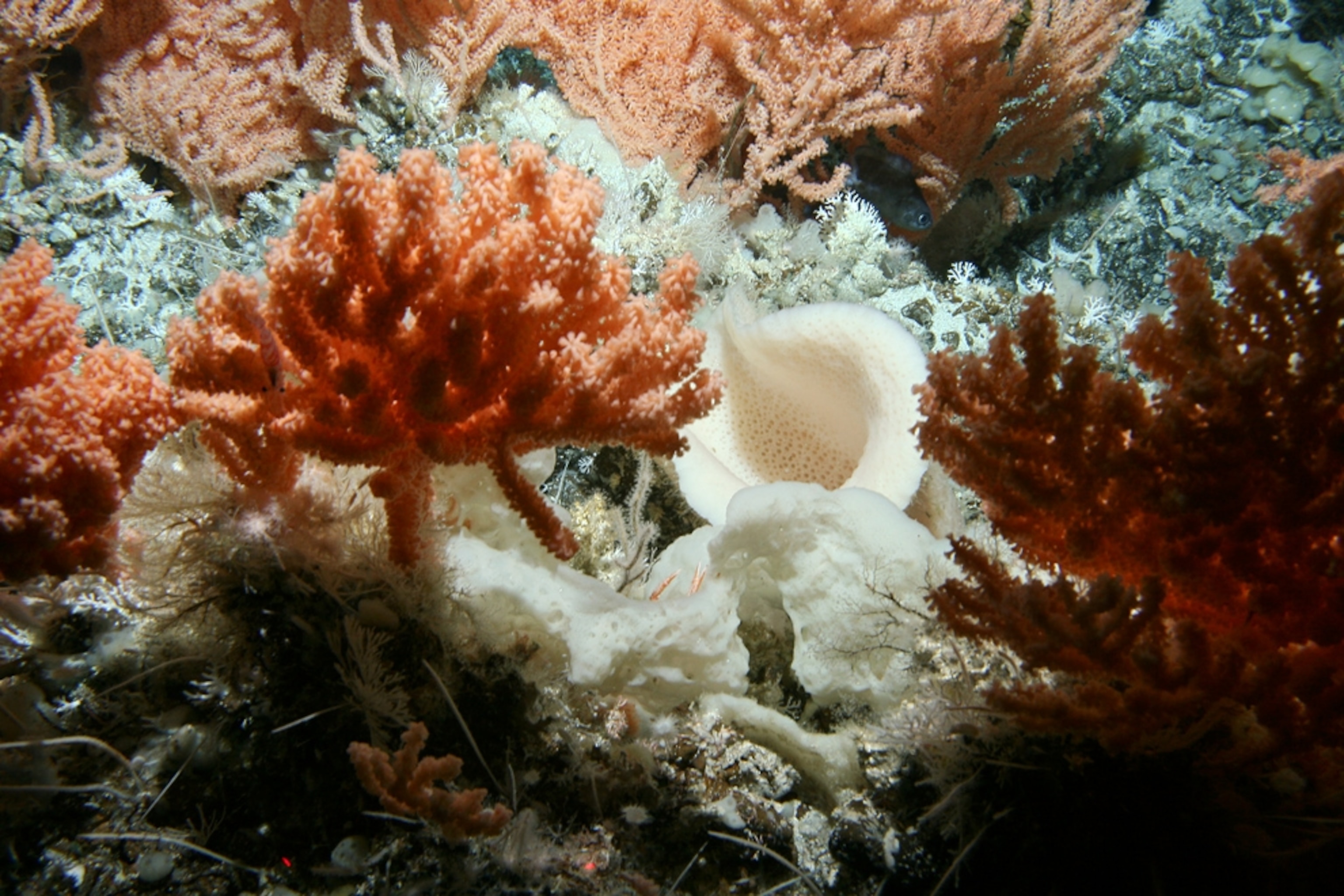 deep-sea sponges, corals, and other animals on a seamount near New Zealand