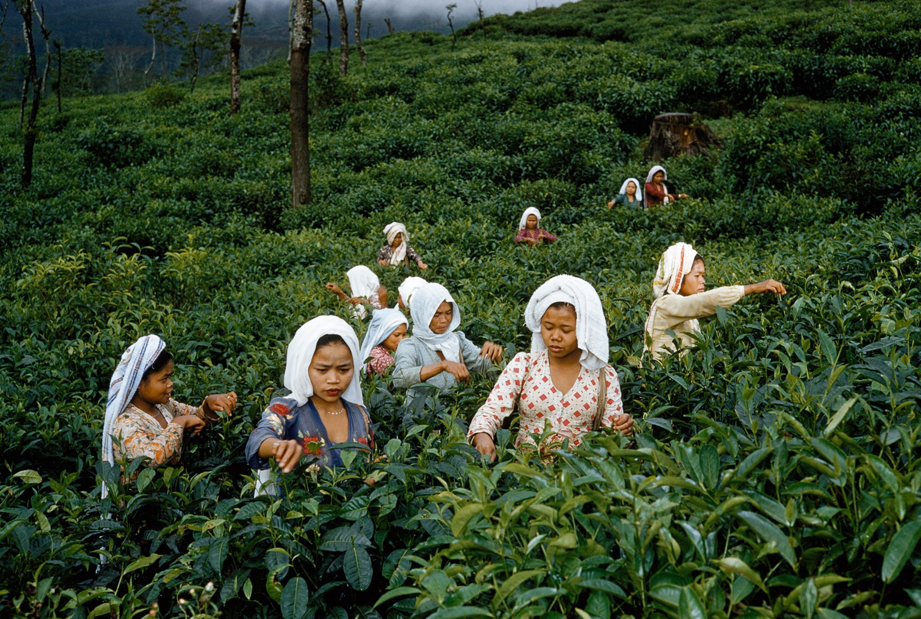women harvesting tea in Indonesia