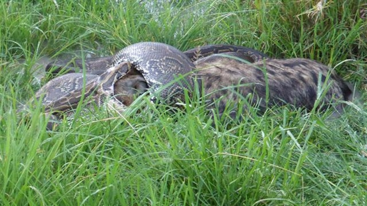 7 Python Meals That Got Really Ugly | National Geographic