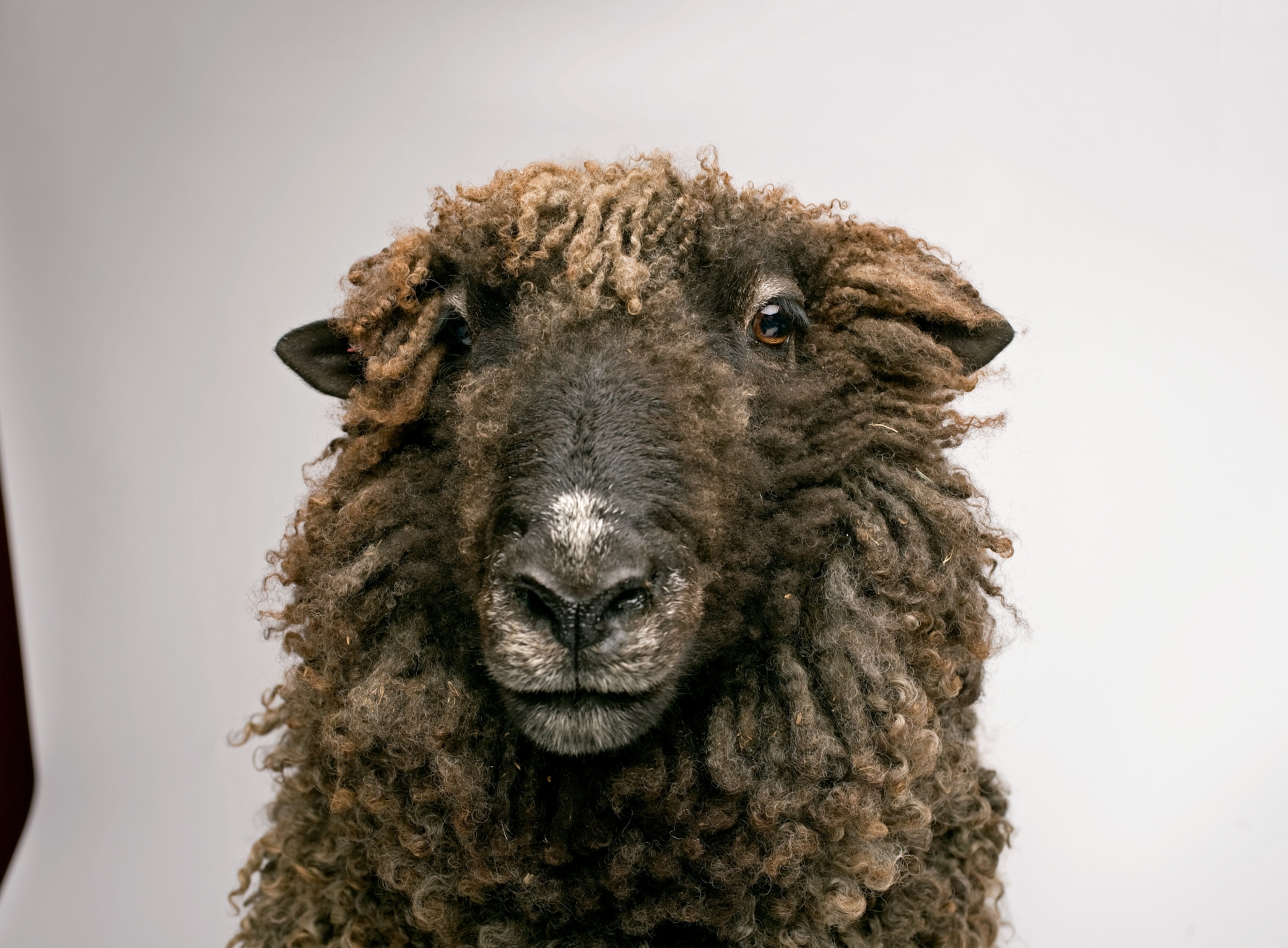 the face of a black Leicester longwool sheep.