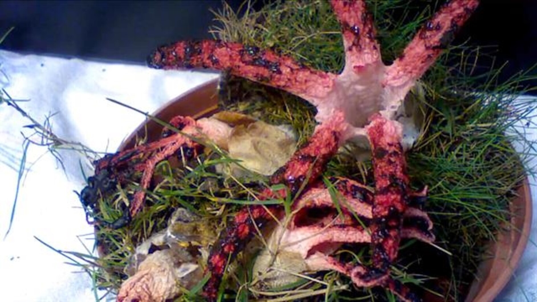 Watch: The Devil's Fingers Fungus Will Haunt Your Dreams | National  Geographic