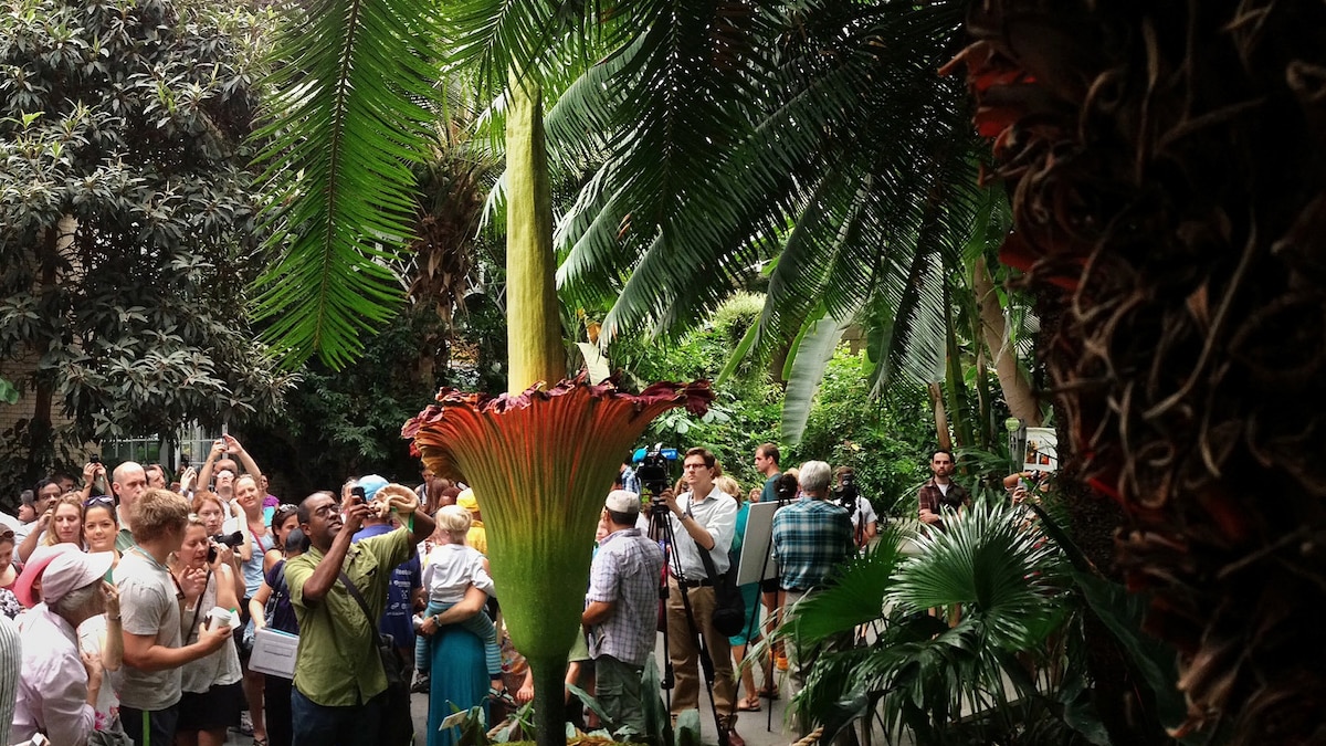 World’s Stinkiest Flower Finally Blooms