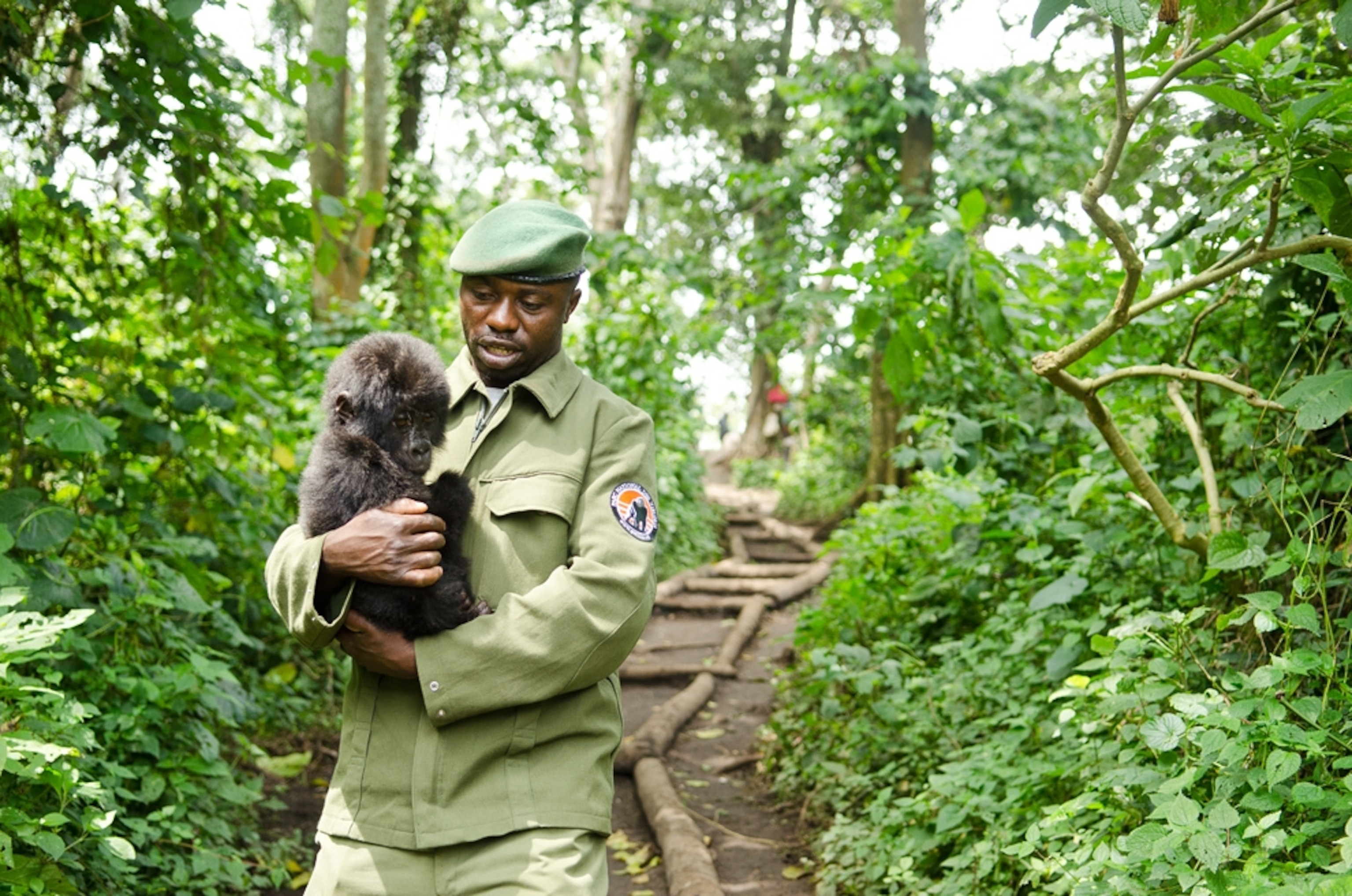 Baby gorilla picture: Shamavu with the ranger who rescued him from poachers near Virunga National Park, Congo