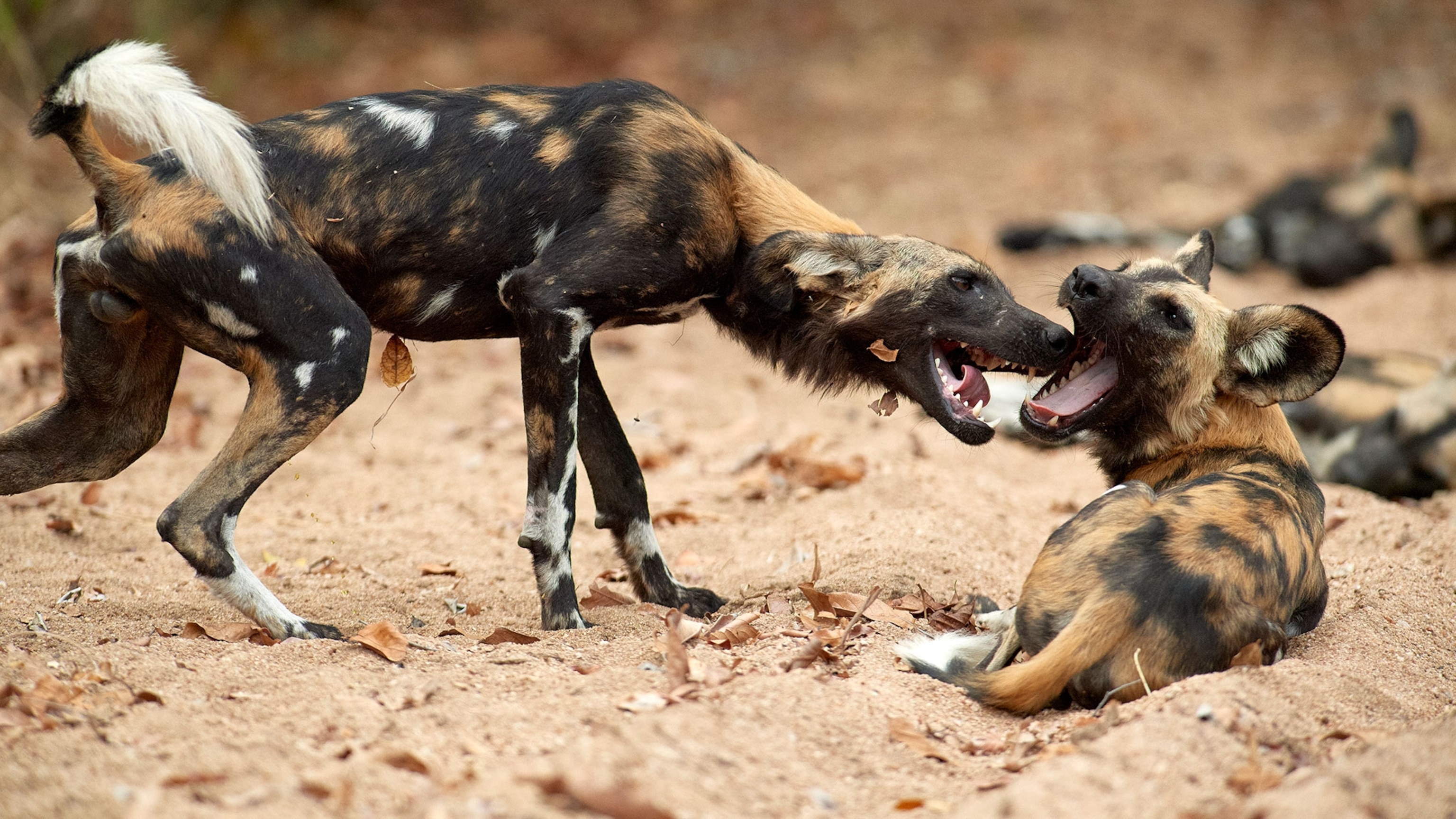 Animal Behaviors