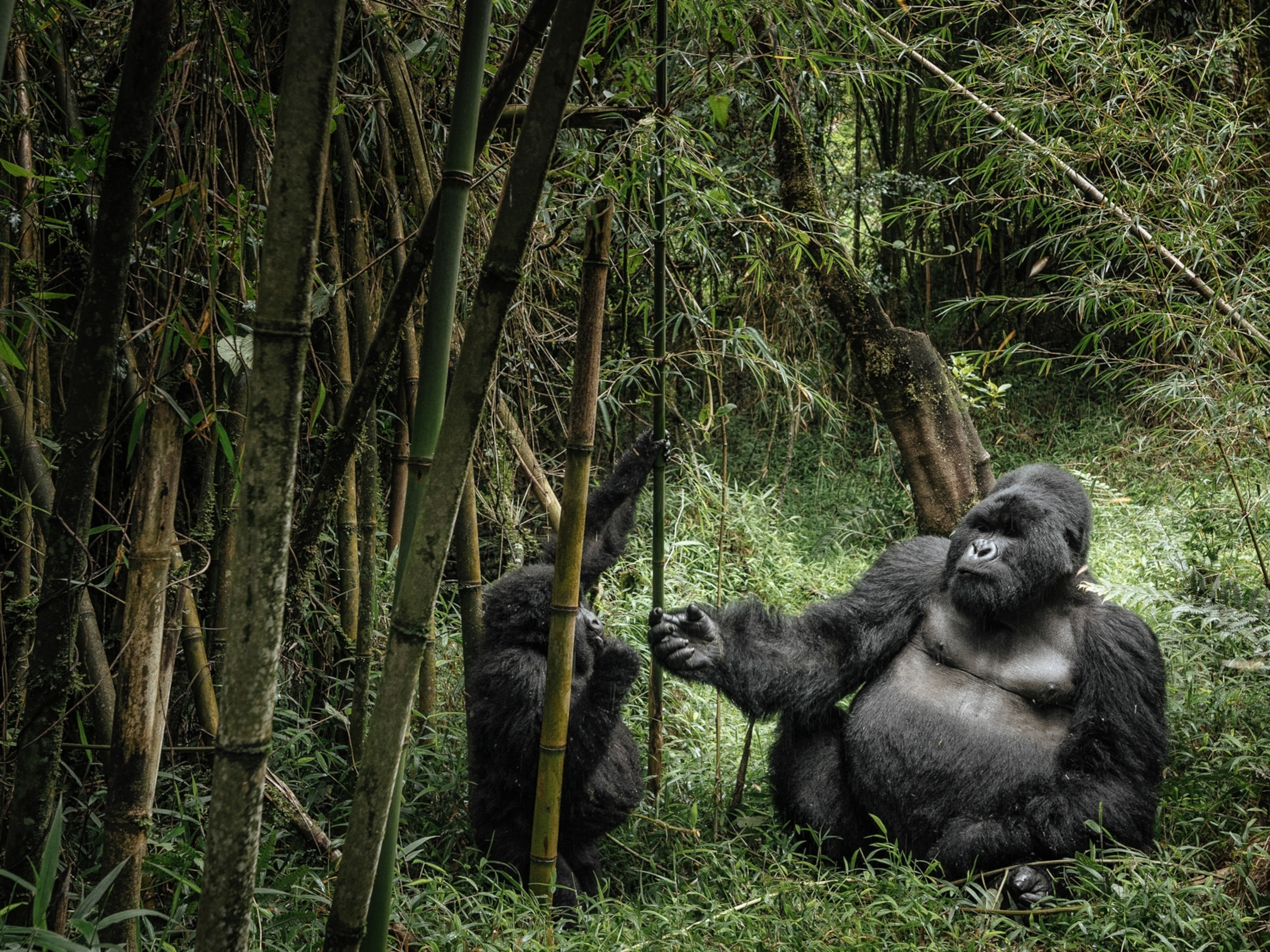 13 Jumping Animals, Just in Time for Leap Year