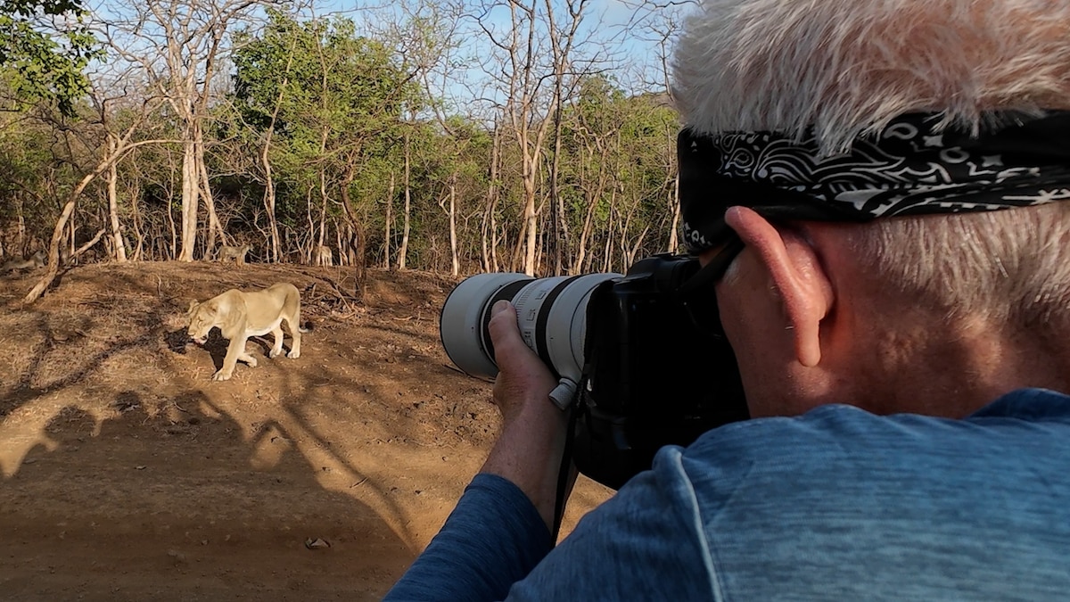 how-a-national-geographic-photographer-tracked-india-s-last-lions