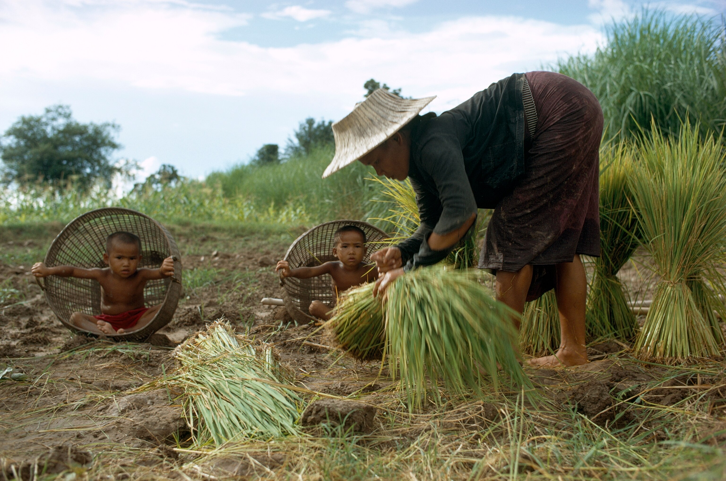Woman transplants rice plants while children seek shade in baskets
