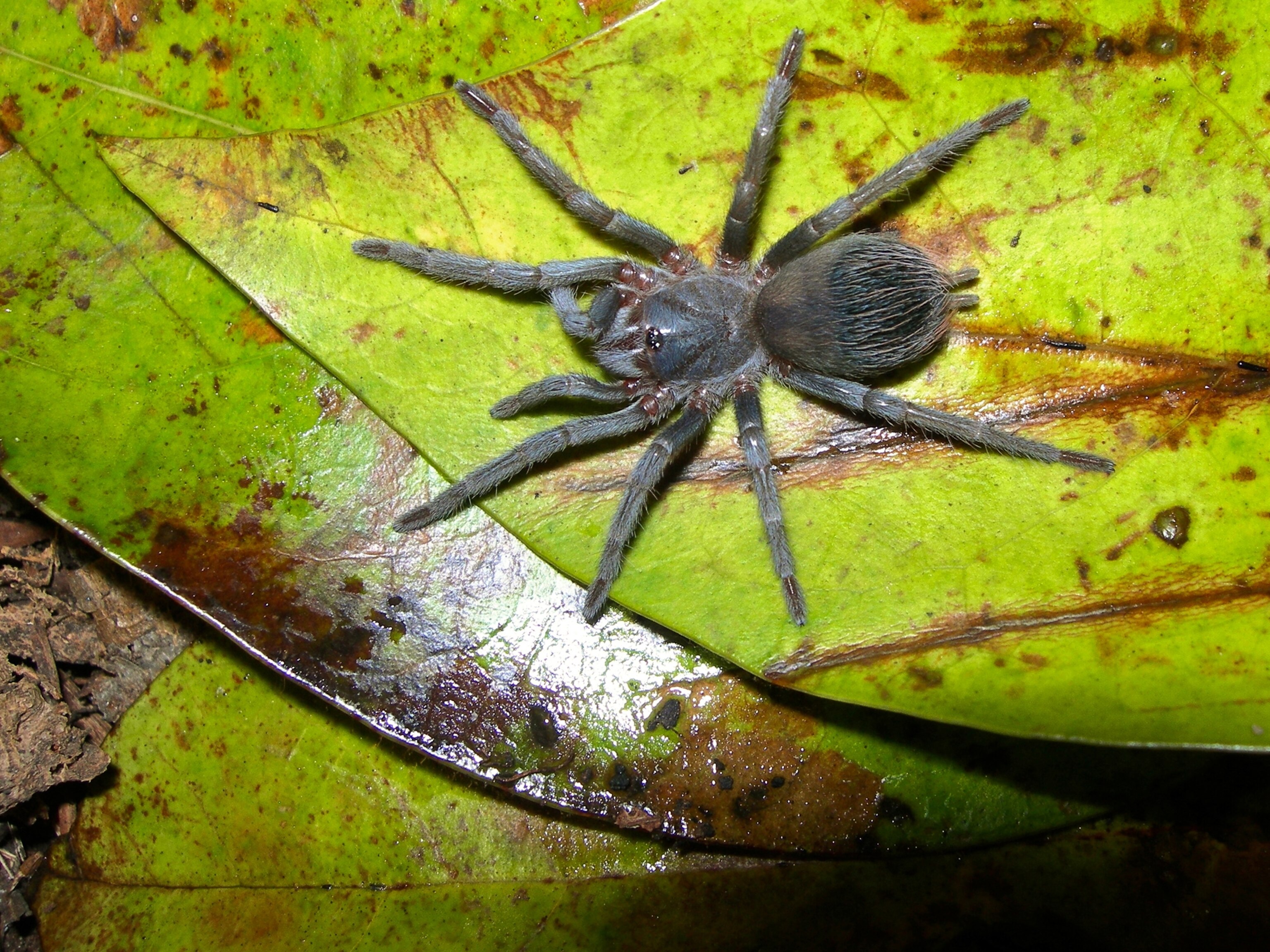 Sazima's tarantula picture: one of the top ten new species of 2011
