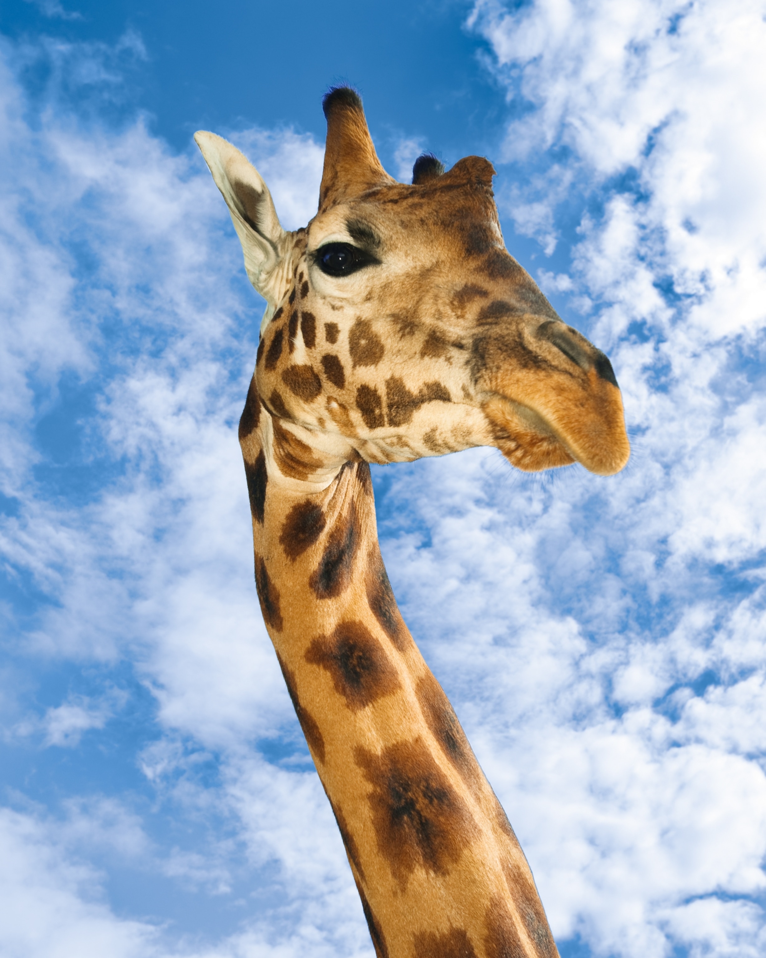 Close-up of a giraffe's head and neck against a bright blue sky with fluffy clouds.