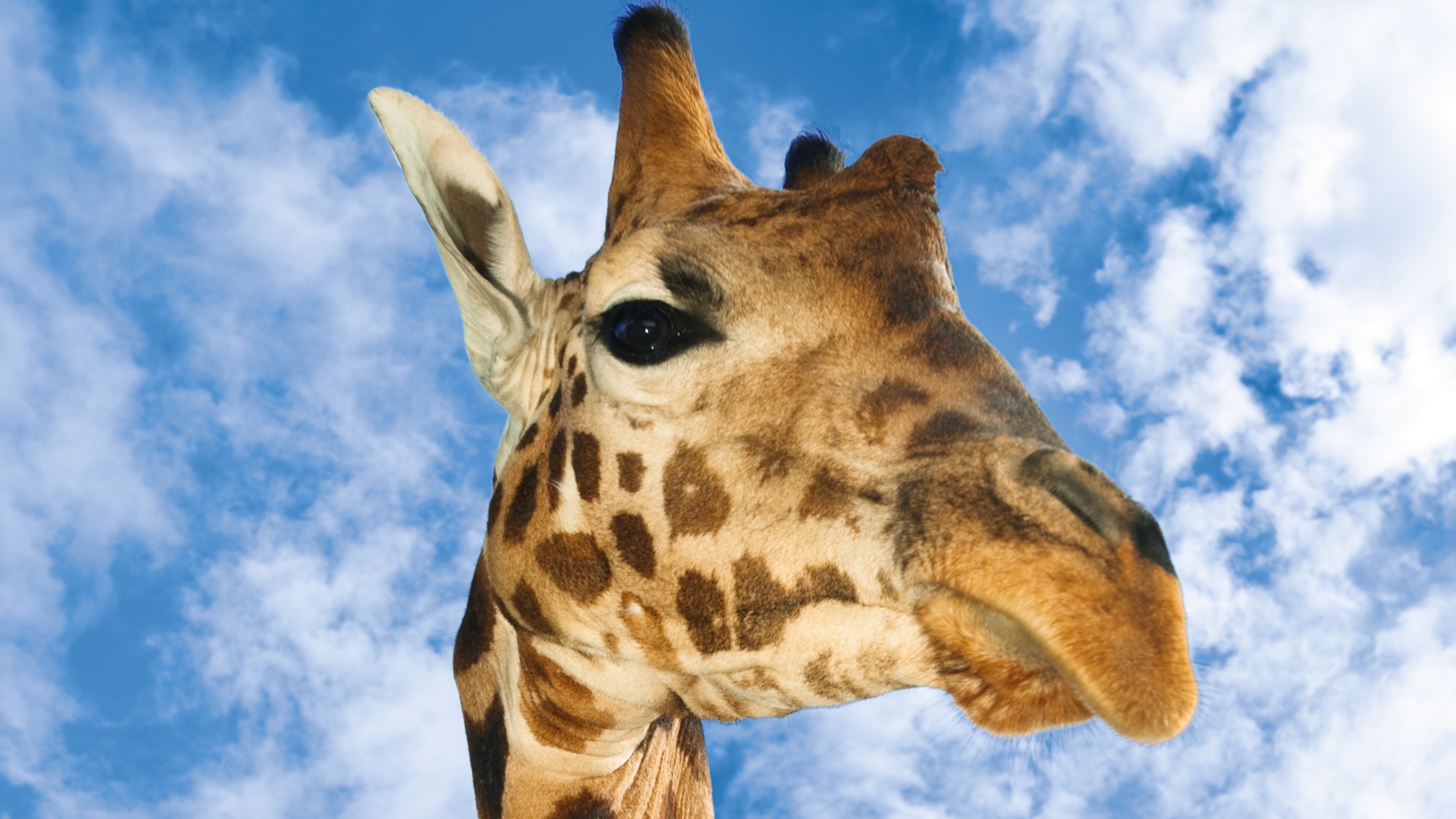 Giraffes may be surprisingly good at simple math