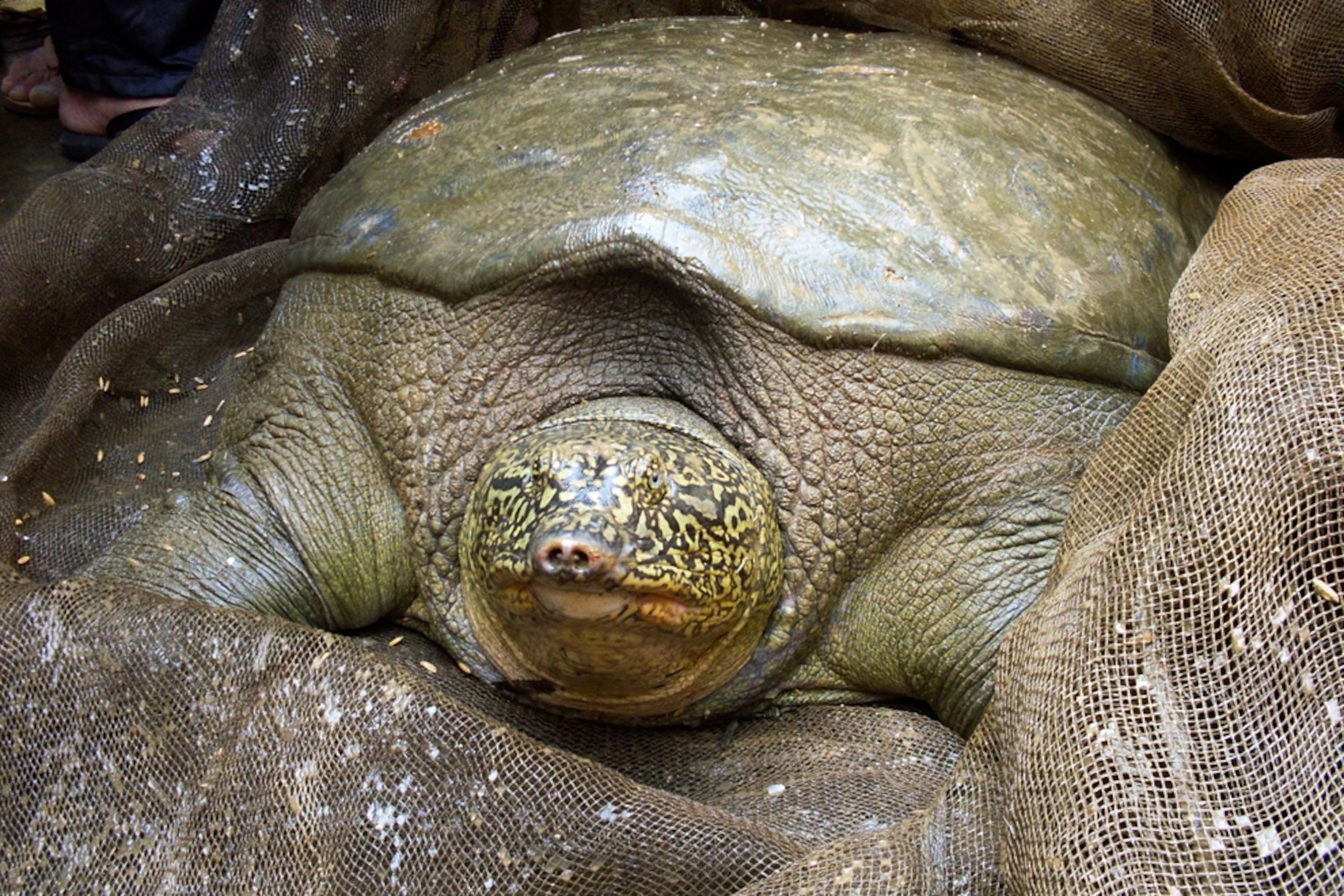 A giant softshell turtle in a net