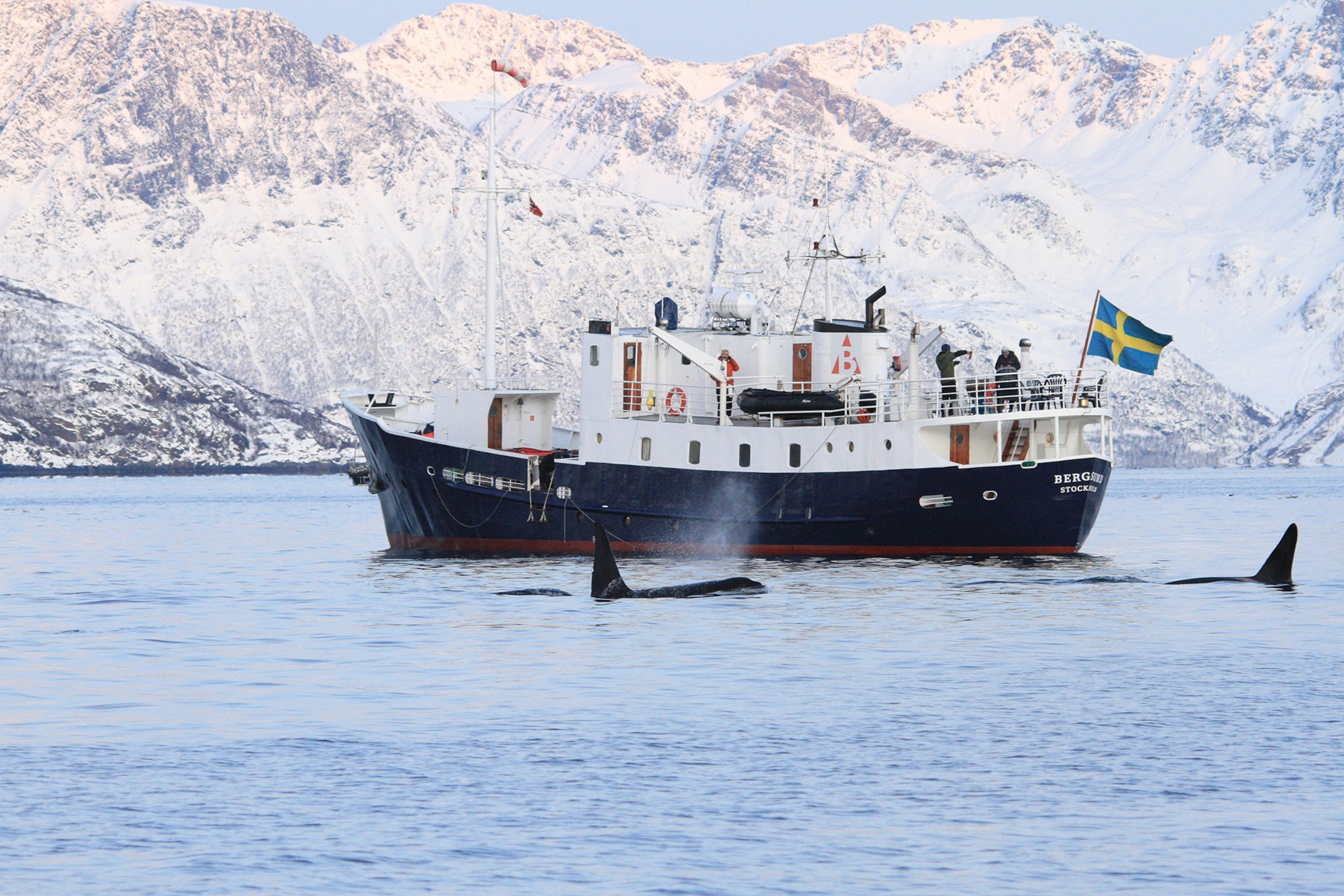 An expedition boat anchored off the shore of an icy mountain as an orca swims past.