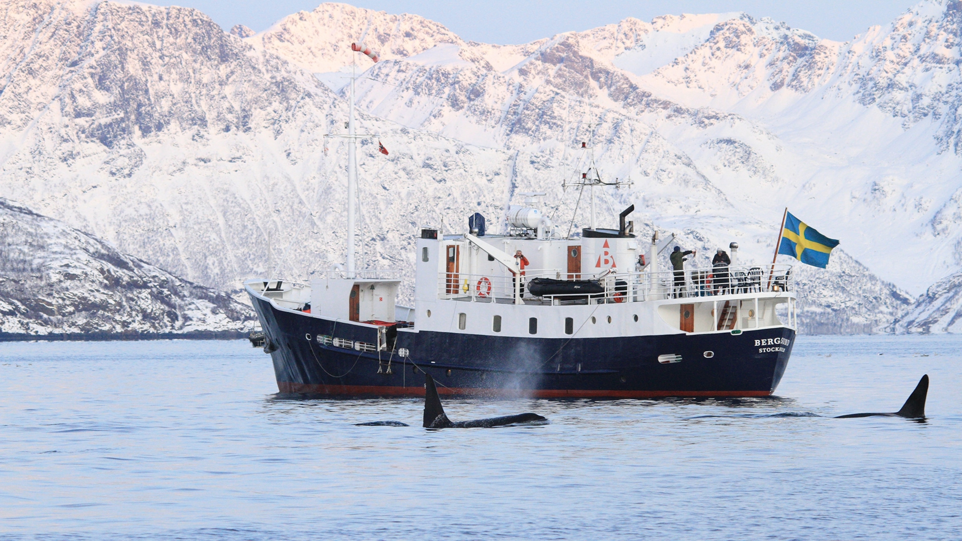 What it’s like to swim with wild orcas and come out calmer