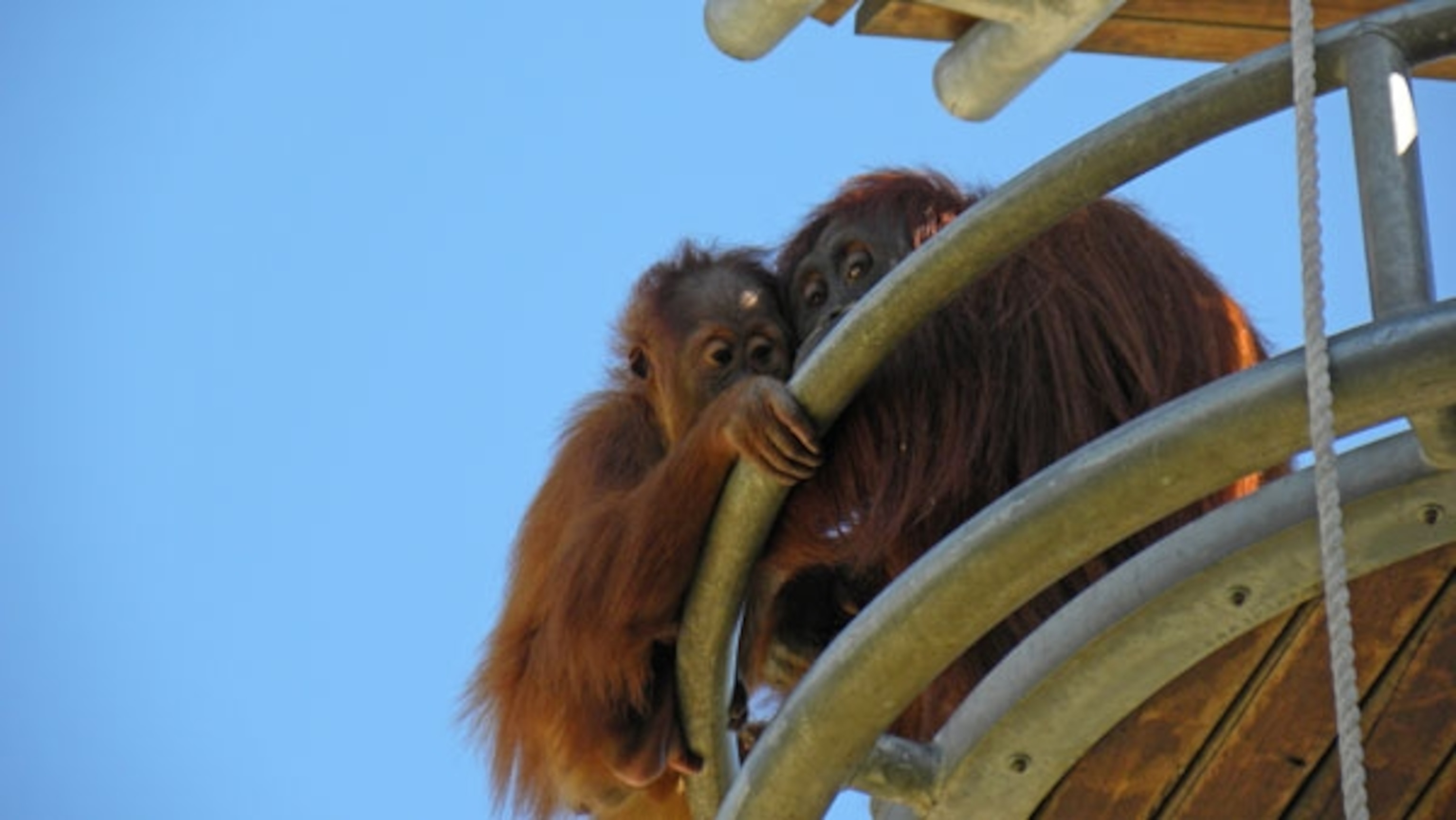 Orangutans_mum_baby_lookout
