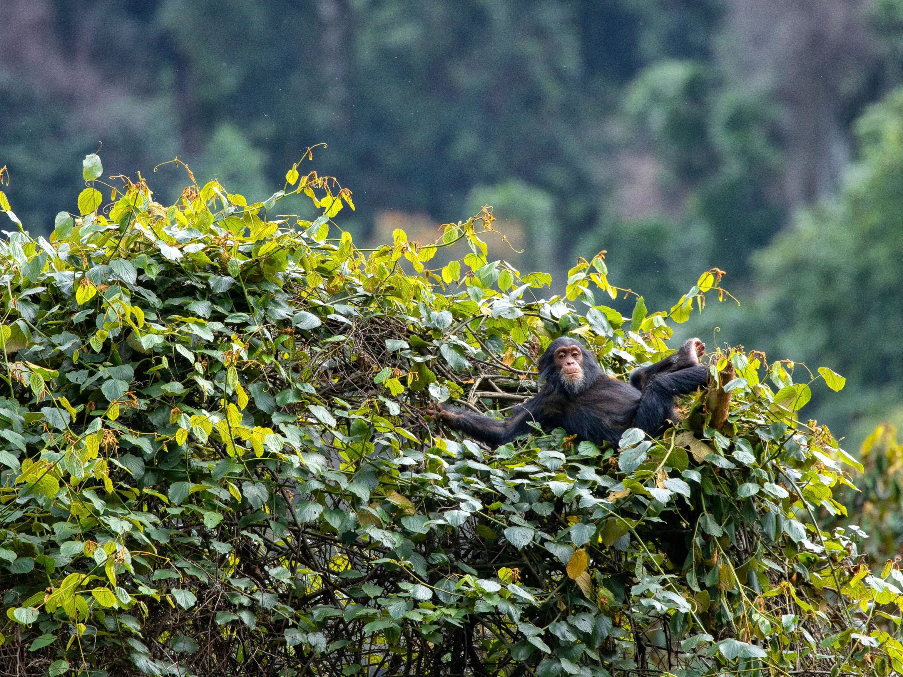 Turtles And Rwanda Rwanda rising: A commitment to conservation