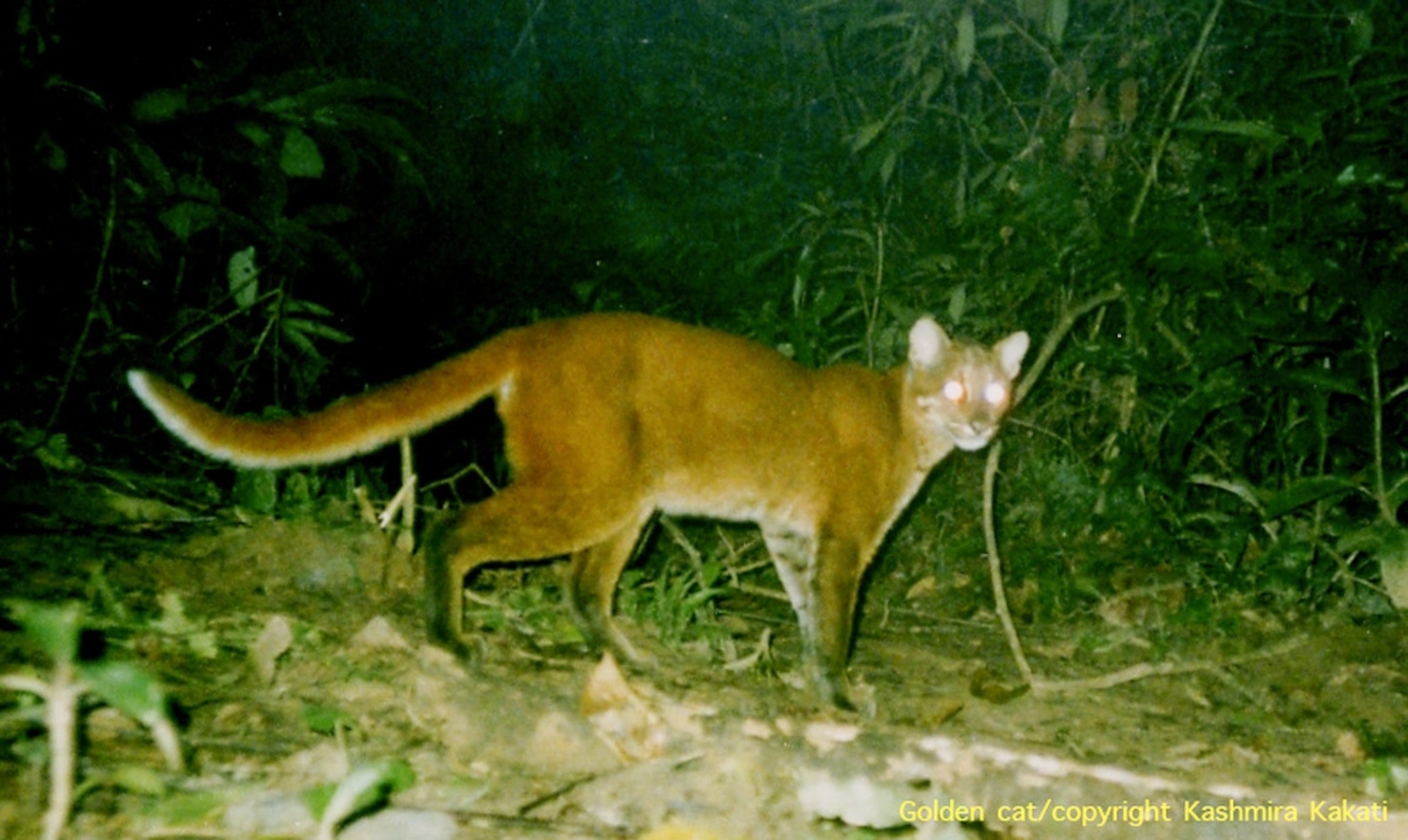 an Asiatic golden cat in an India rain forest