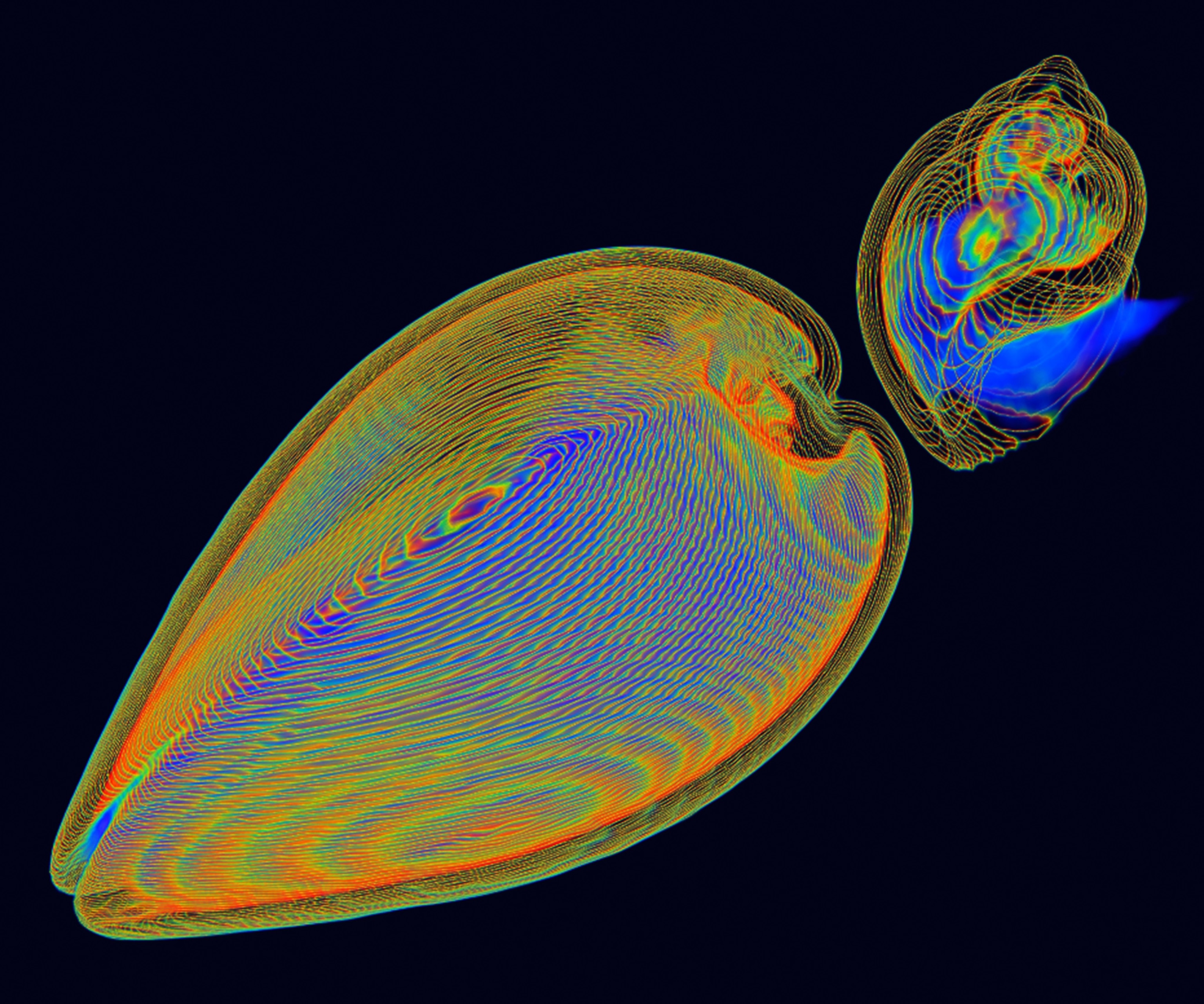 3-D CT scan image of a clam and whelk