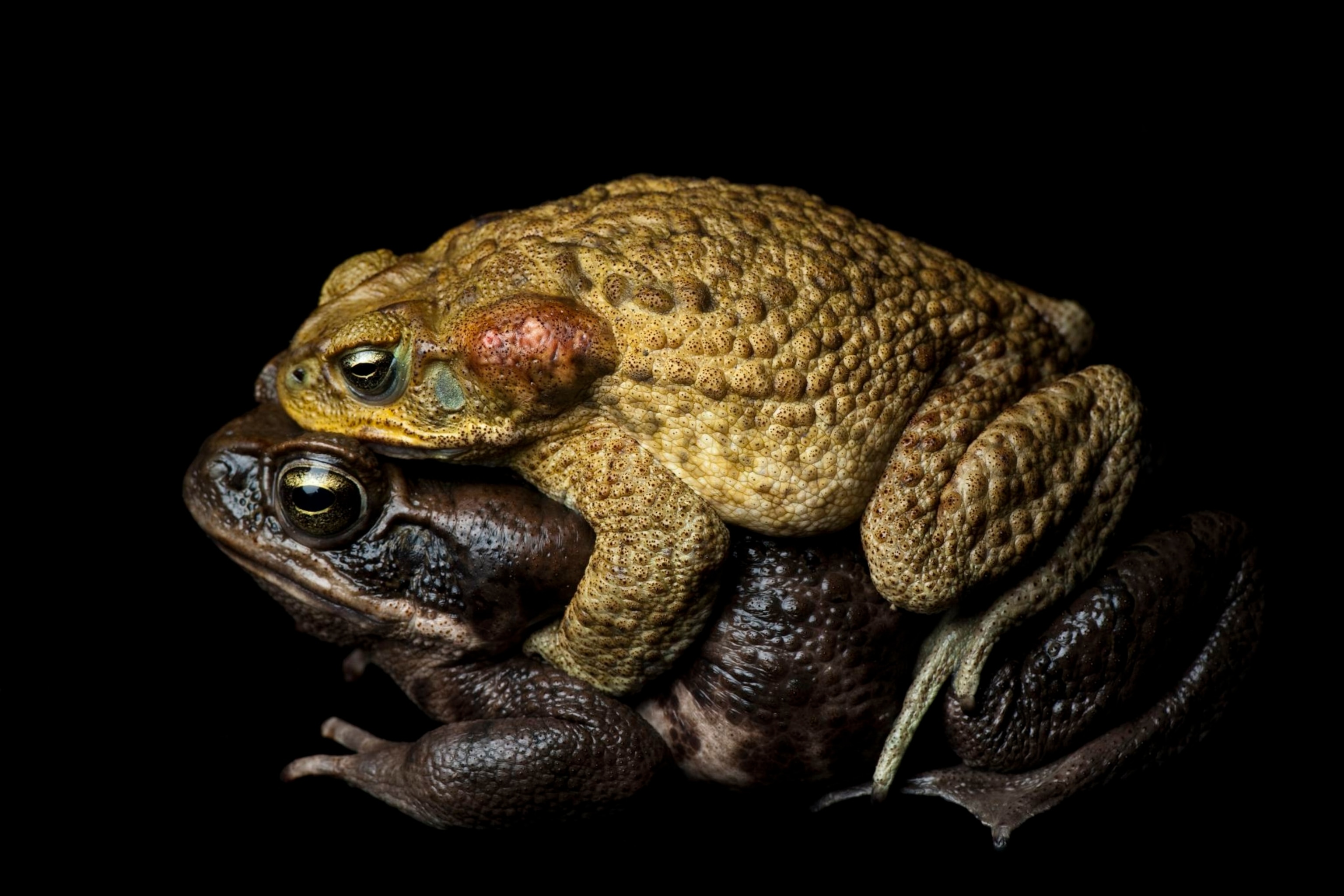 are dead toads poisonous to dogs