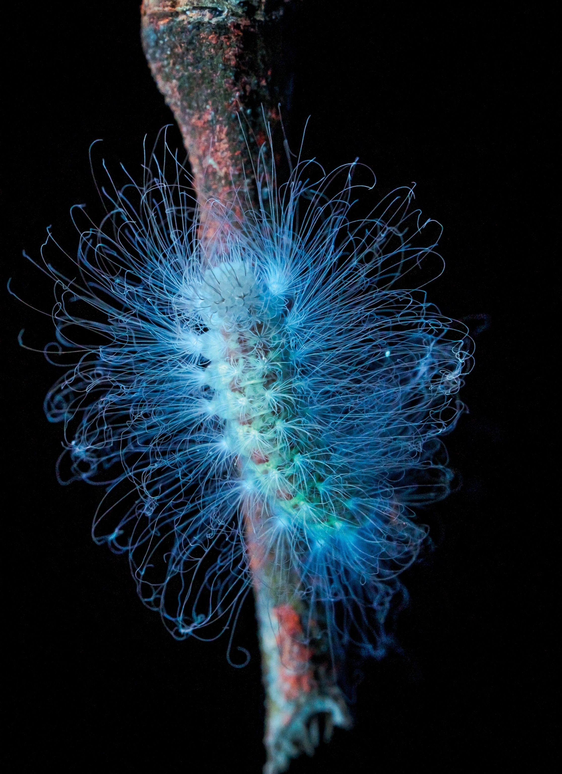 A caterpillar glows bright blue and green with long hairs extending from its body.