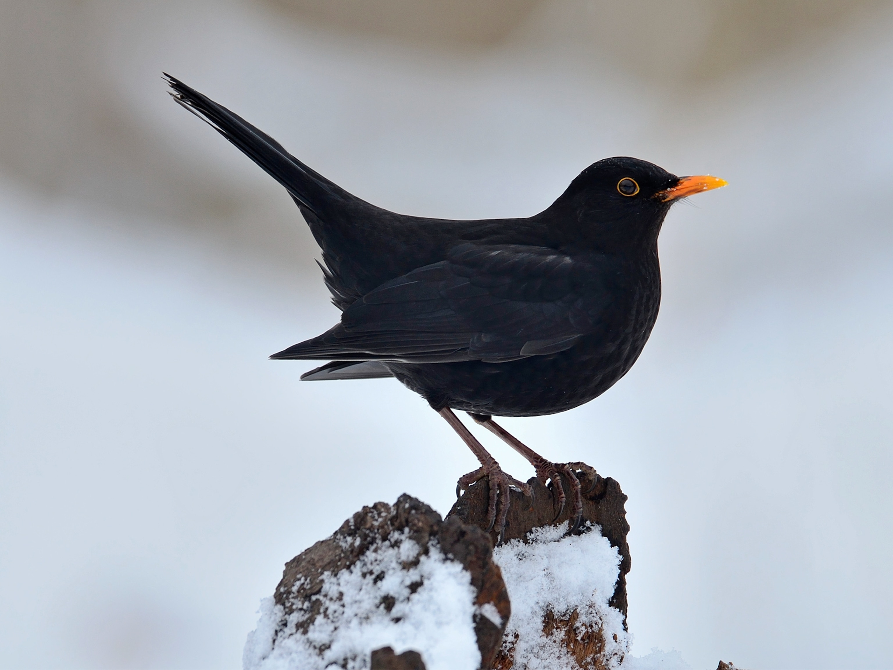the Golden Gate Bridge in San Francisco at night.