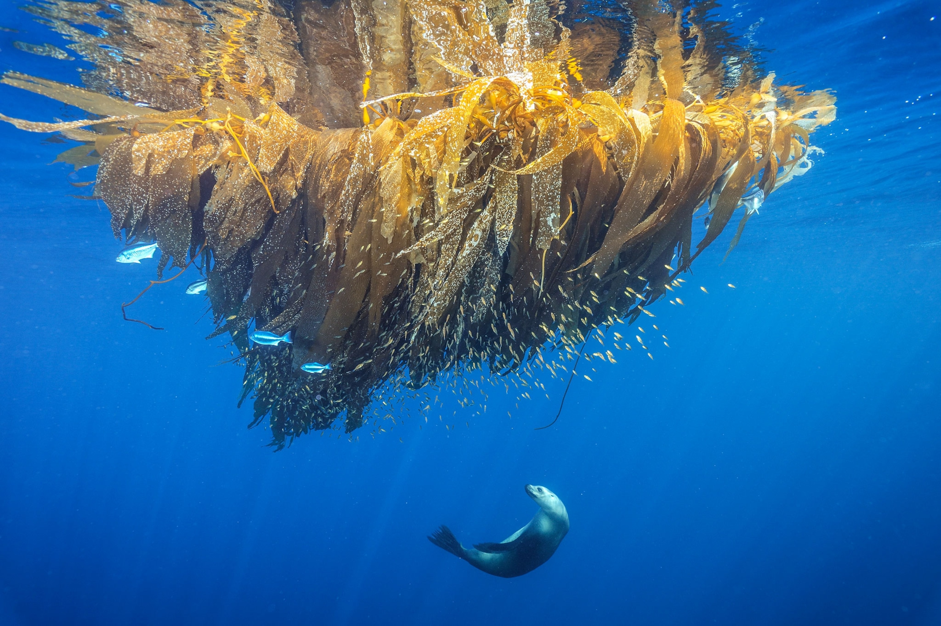 a sea lion examining some kelp