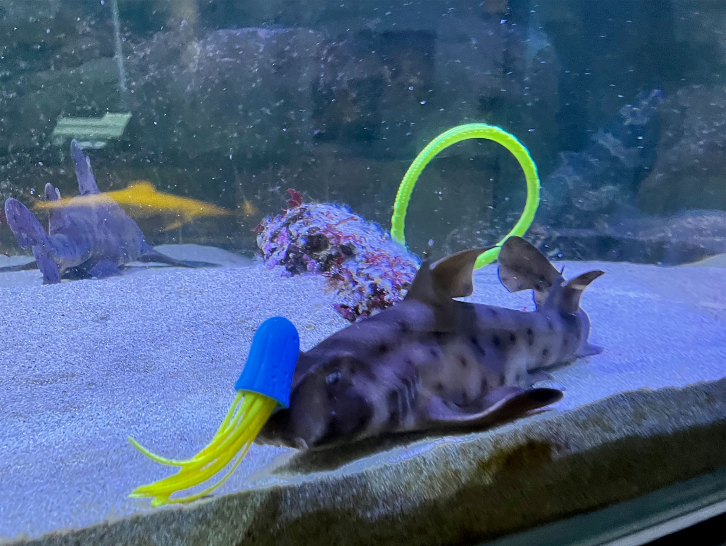 A shark is underwater swiming in a tank playing with a green hoop.