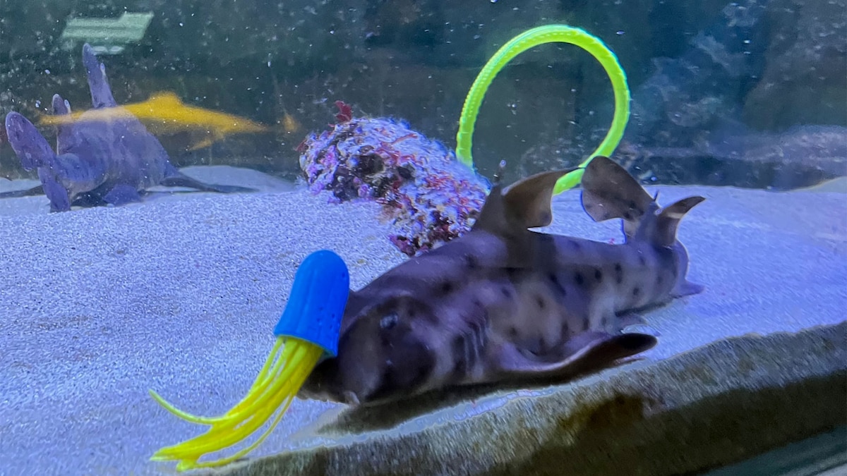 Scientists put sharks in a tank full of toys. What they saw surprised them. | National Geographic