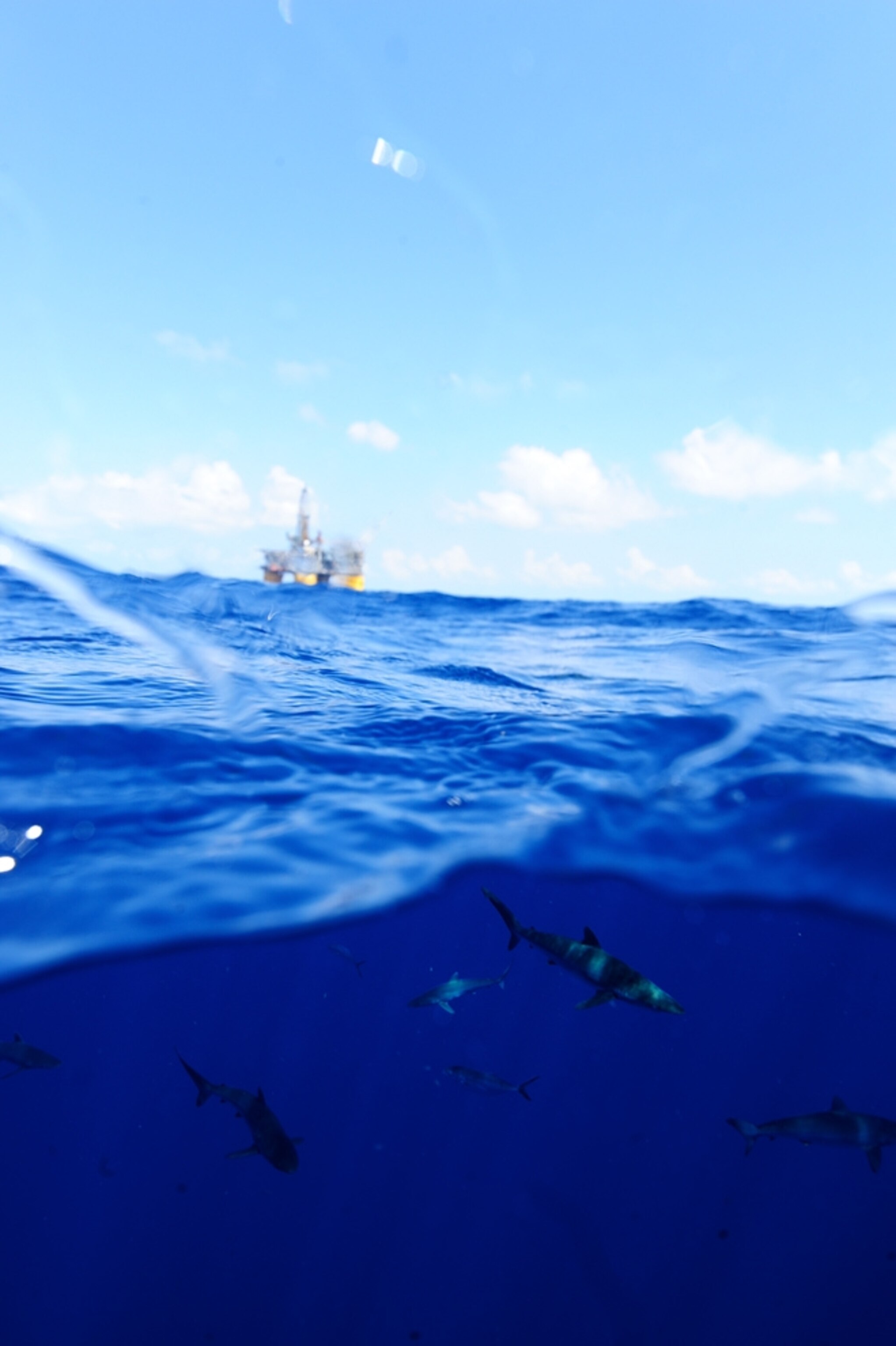 Picture of sharks swimming near a Gulf of Mexico oil rig.