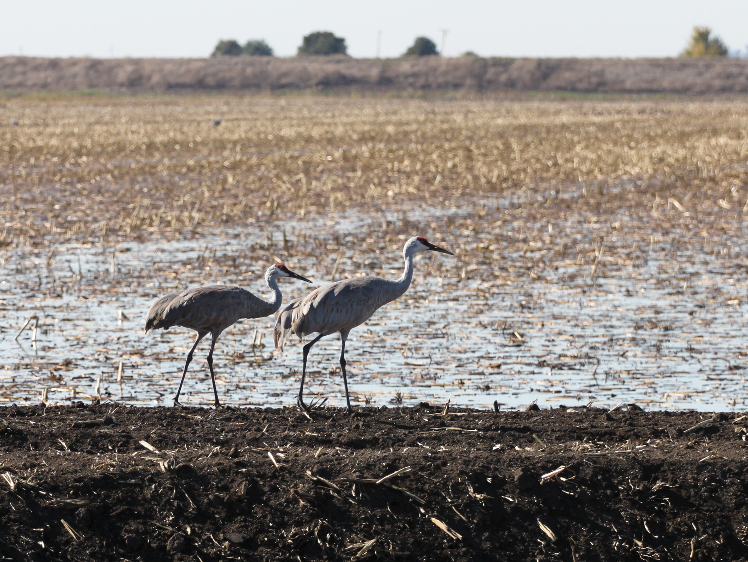 Migrating cranes in a field in Staten Island, California.