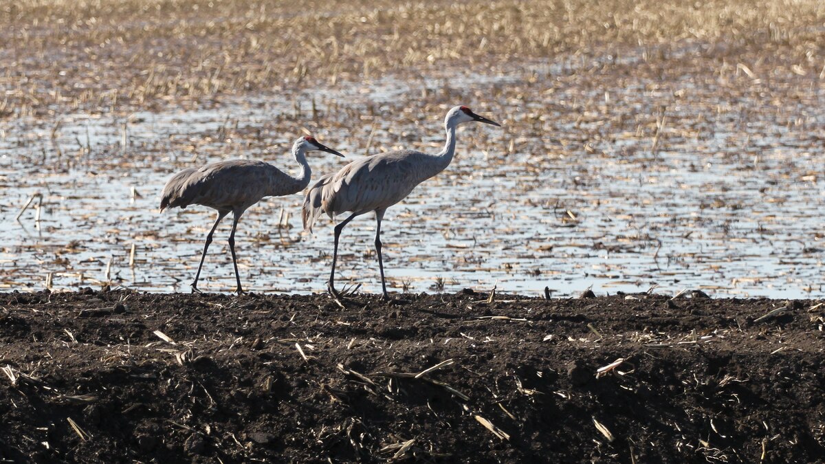 Bird-friendly Farms Catching On in California | National Geographic
