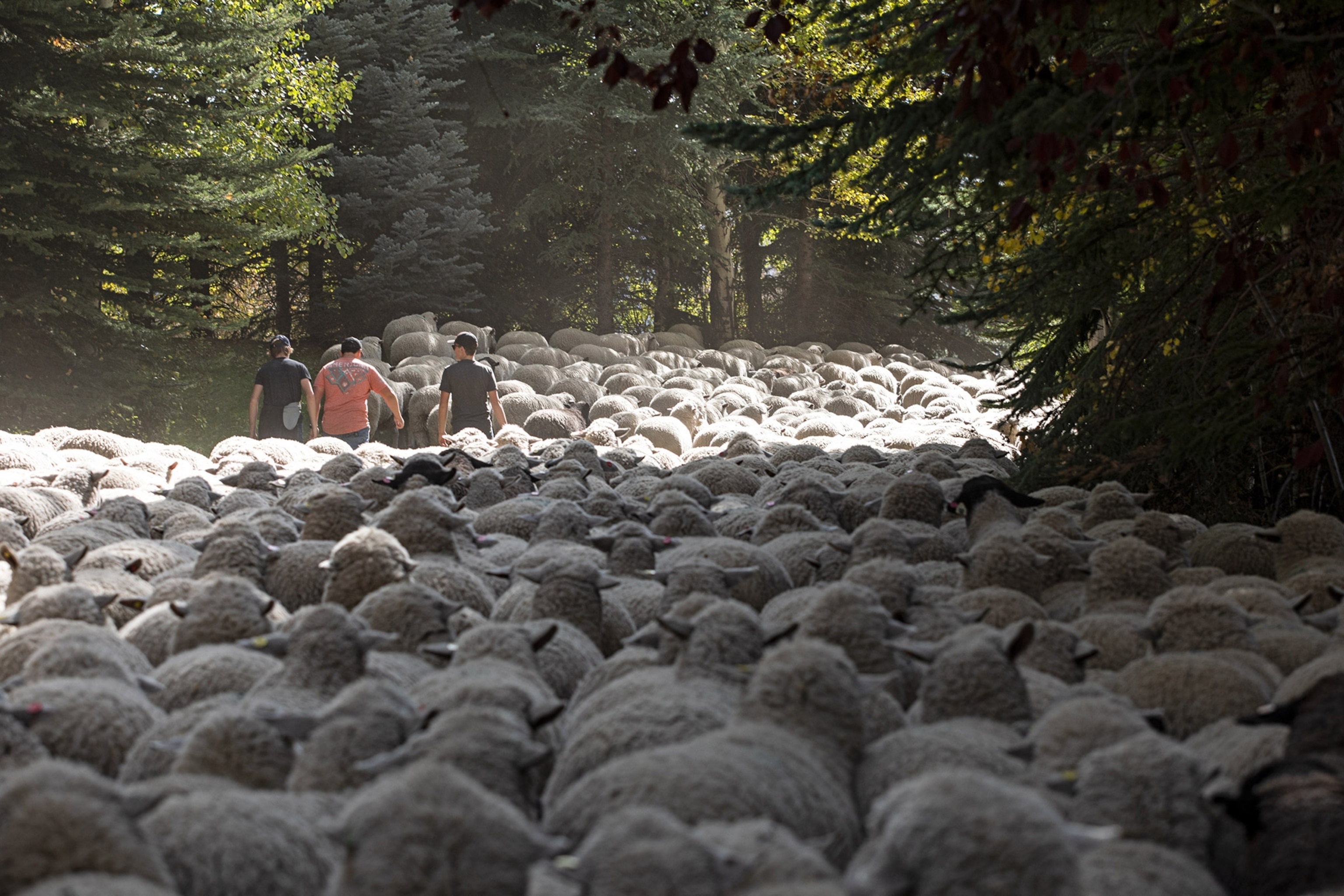 sheep moving down a bike path at the Trailing of the Sheep Festival in Ketchum, Idaho
