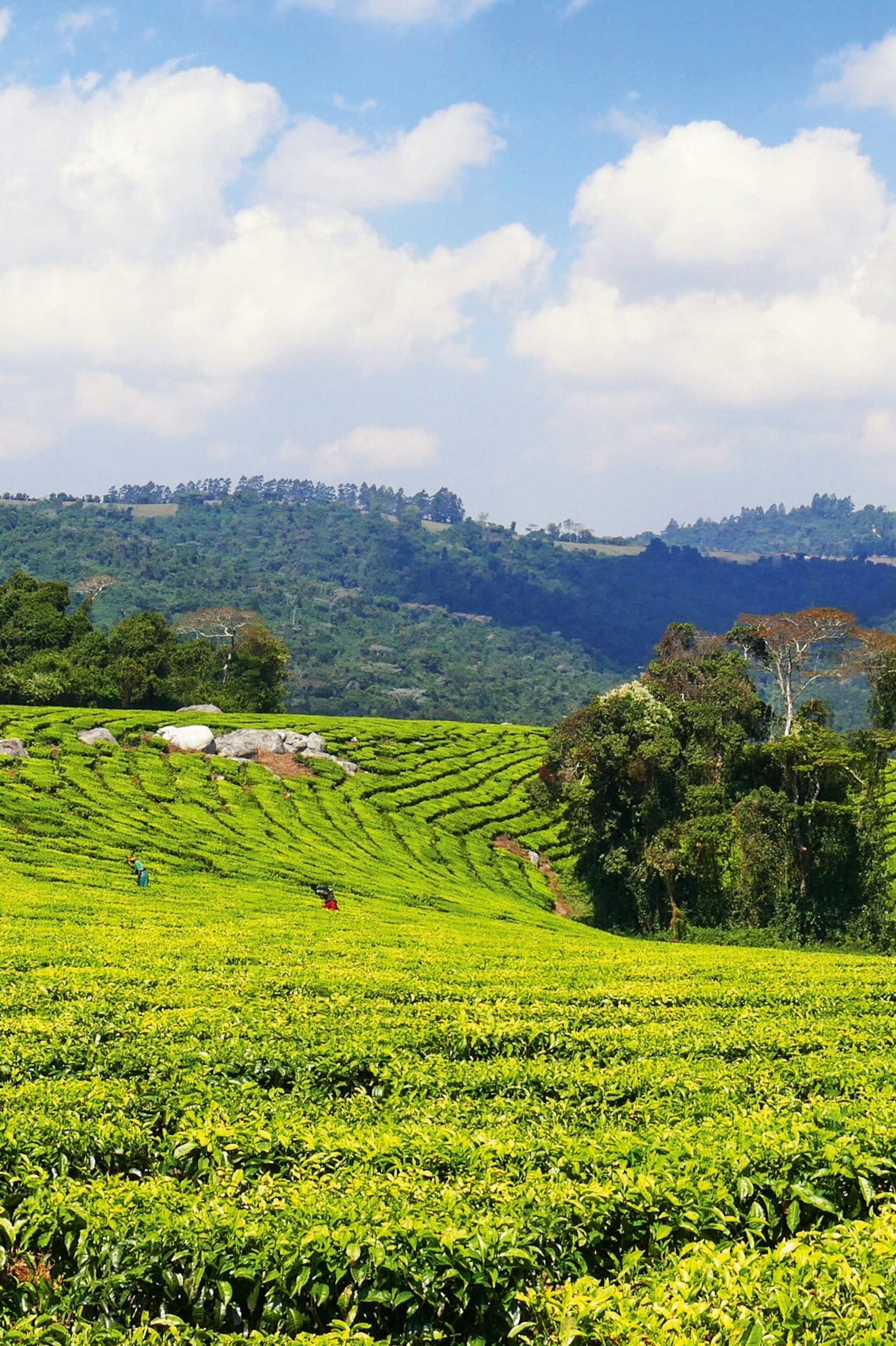 A scenic landscape shot of endlessly sloping tea plantations with hills bordering the sky in the background.