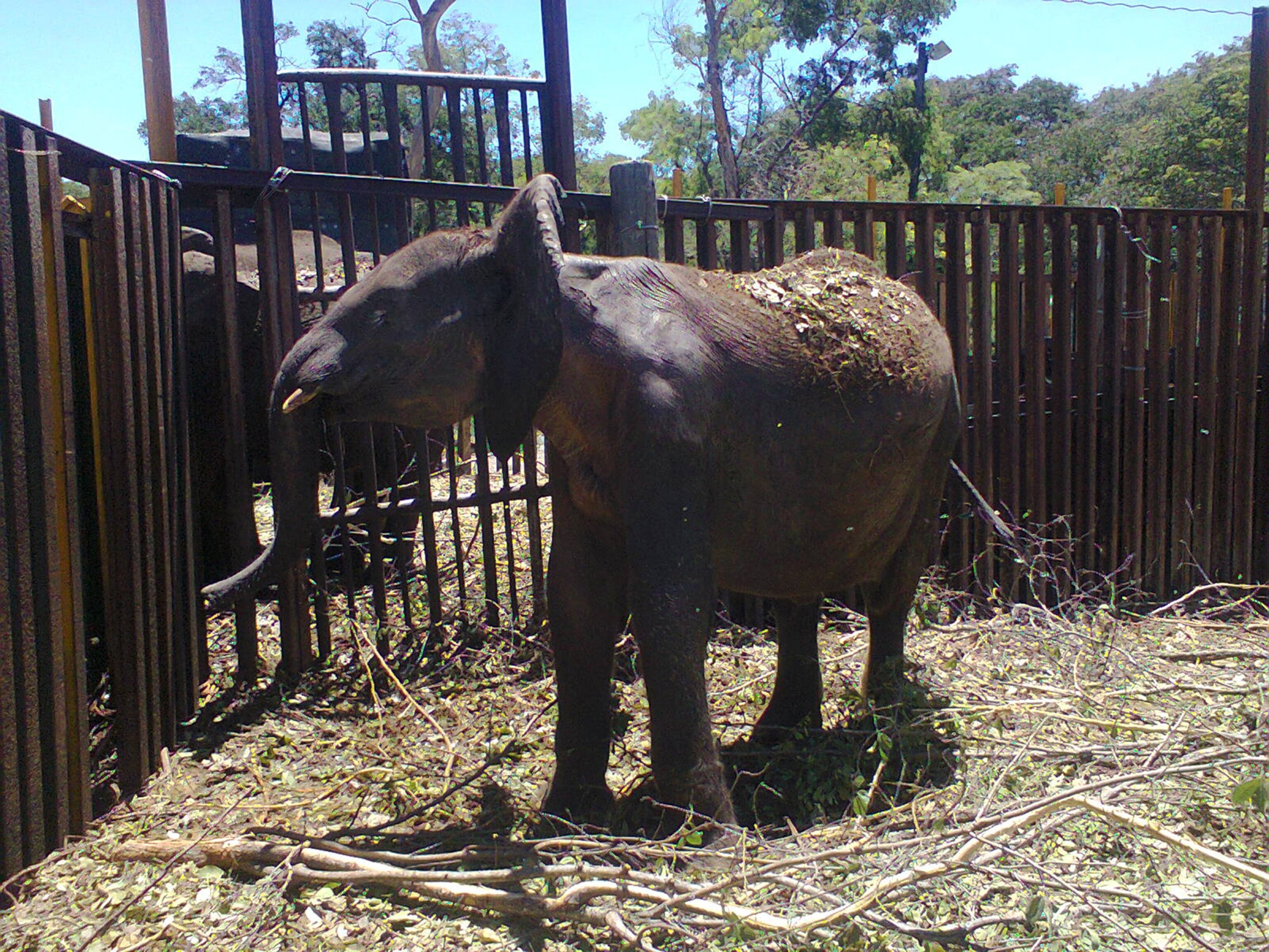 female calf in this image looks thin around her shoulders
